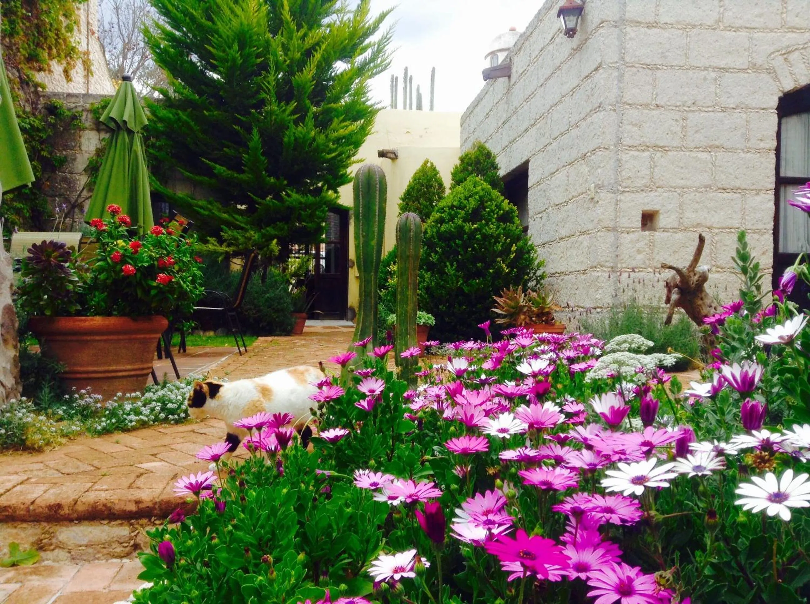 Garden in Hotel Secreto