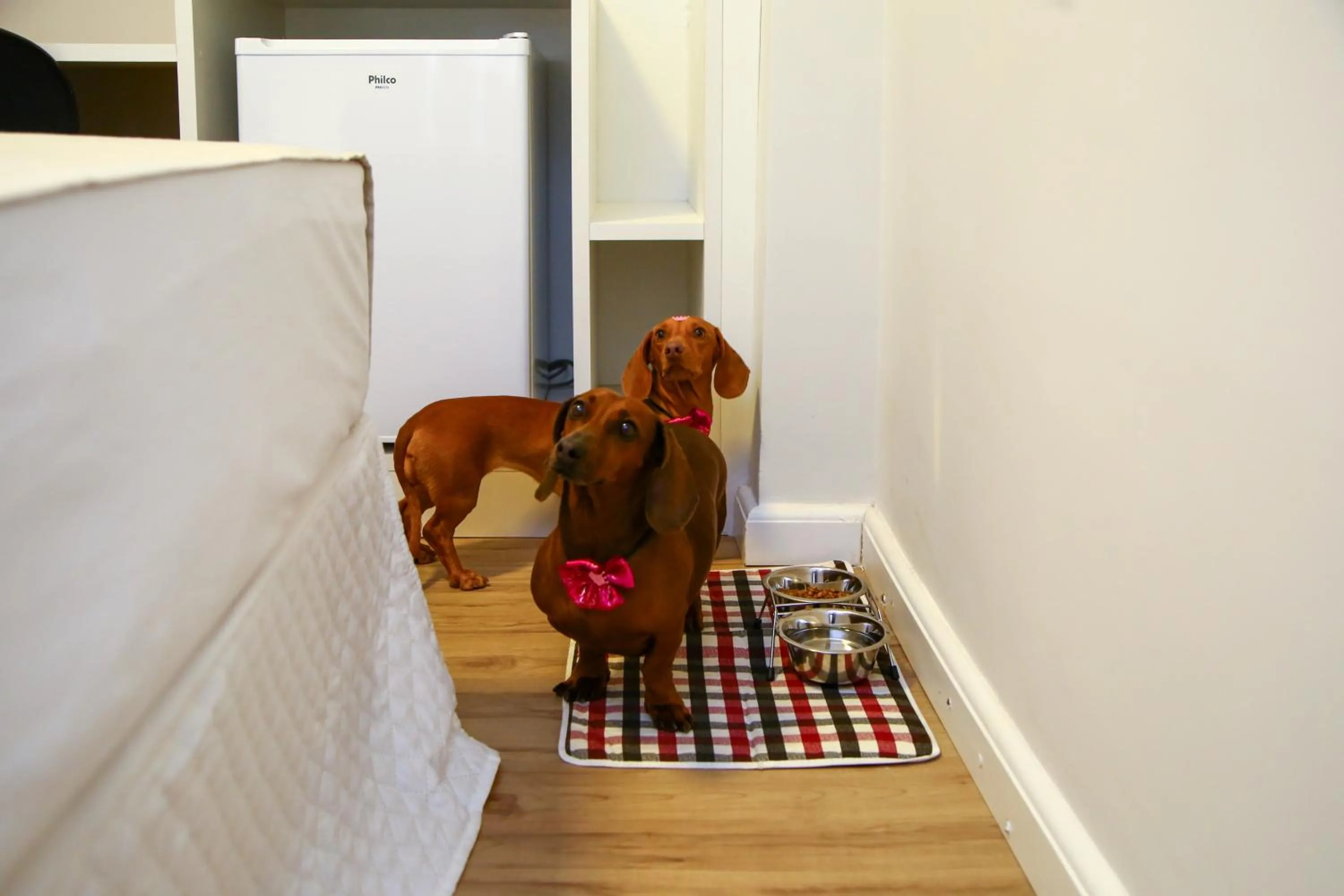 Pets in Transamerica Fit Lafaiete