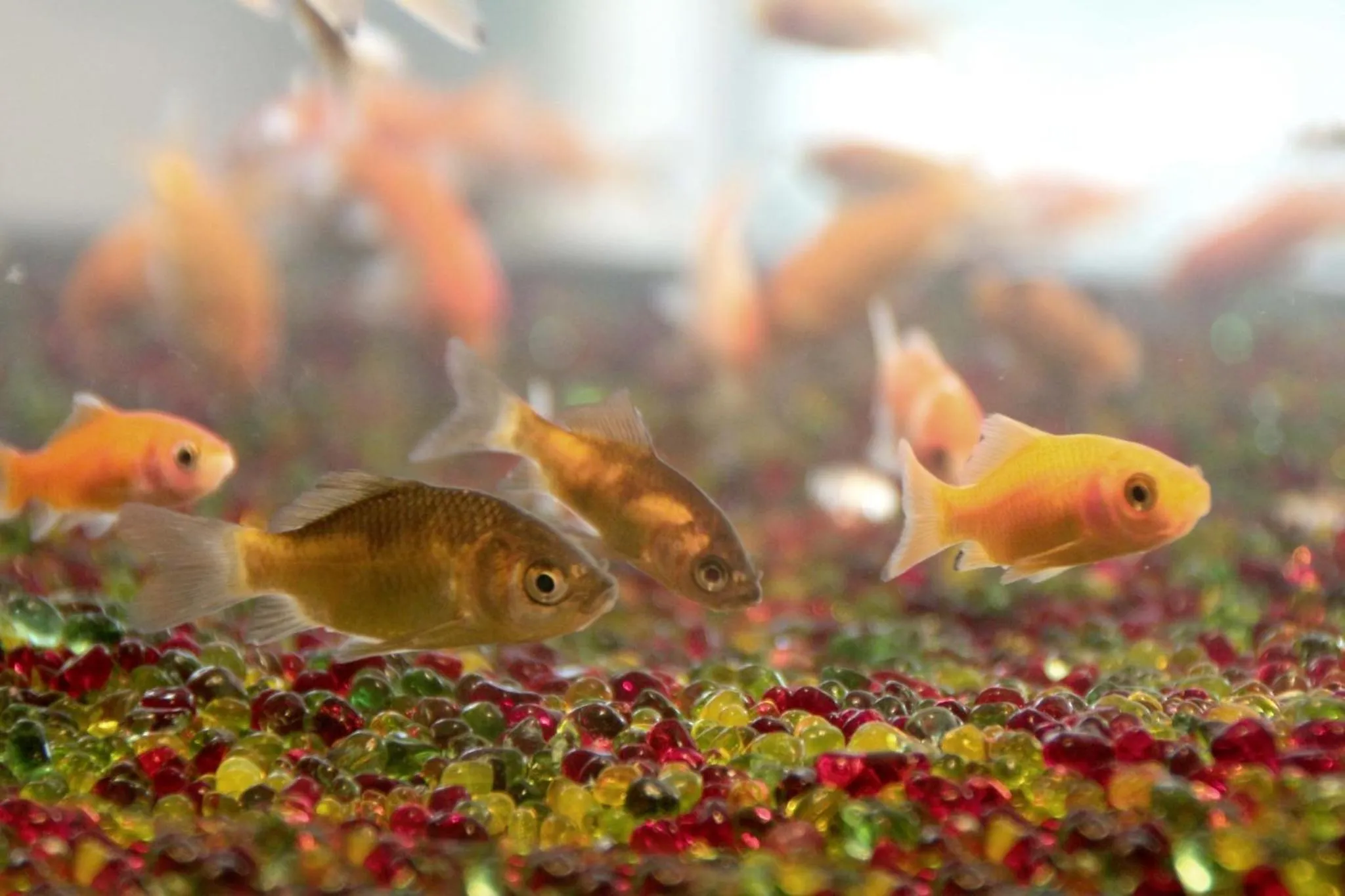 Animals in Gamalan FL Spring Hotel