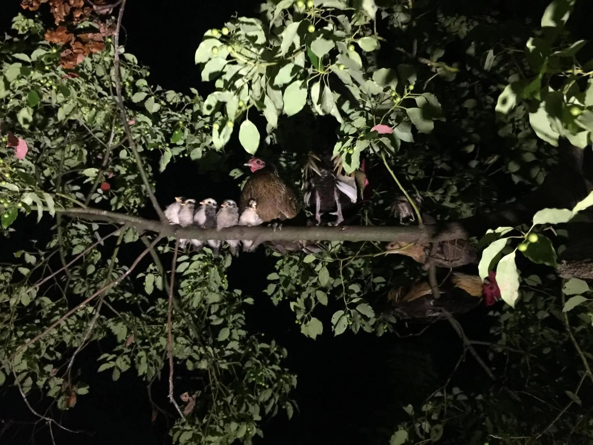 Animals in Beautiful Yilan Resort