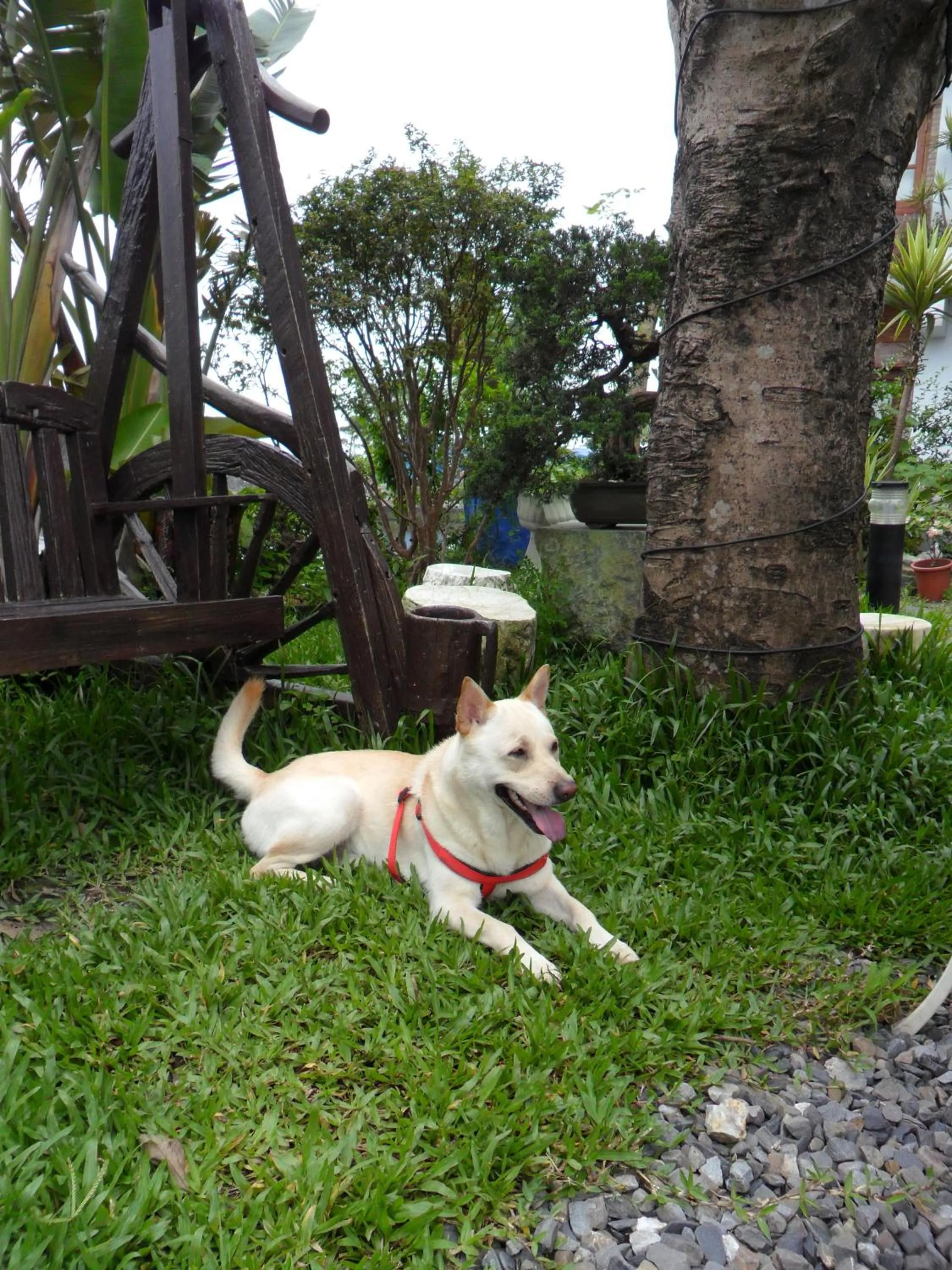 Garden in Beautiful Yilan Resort