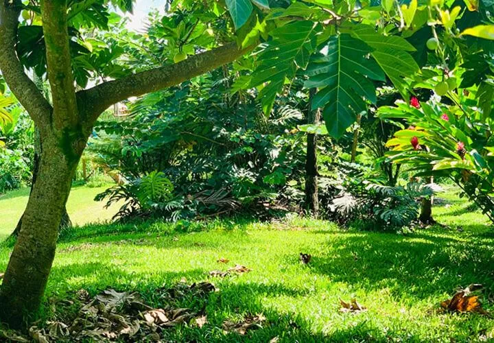 Garden in Wild Ginger Hotel