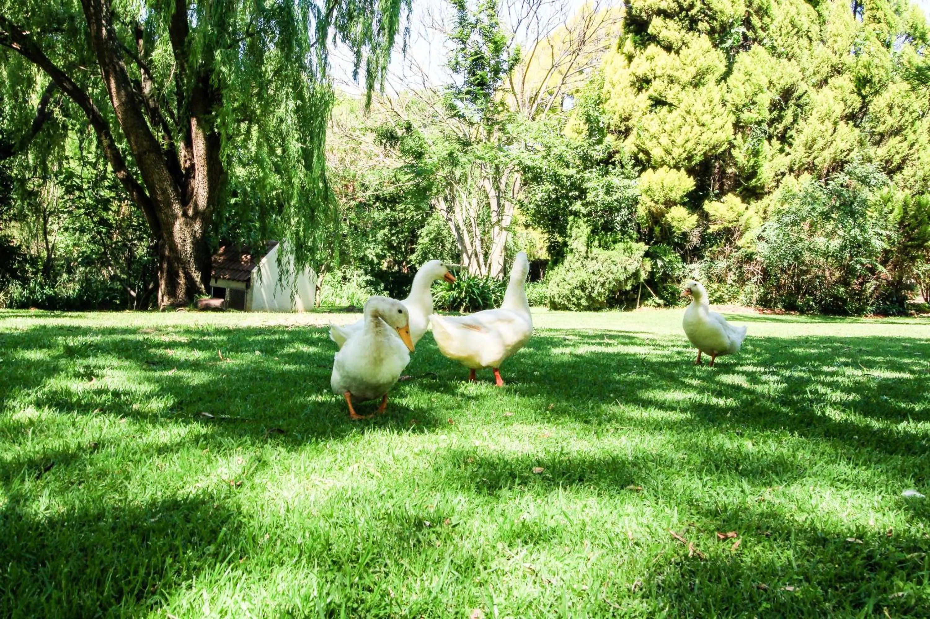 Garden in Budmarsh Country Lodge