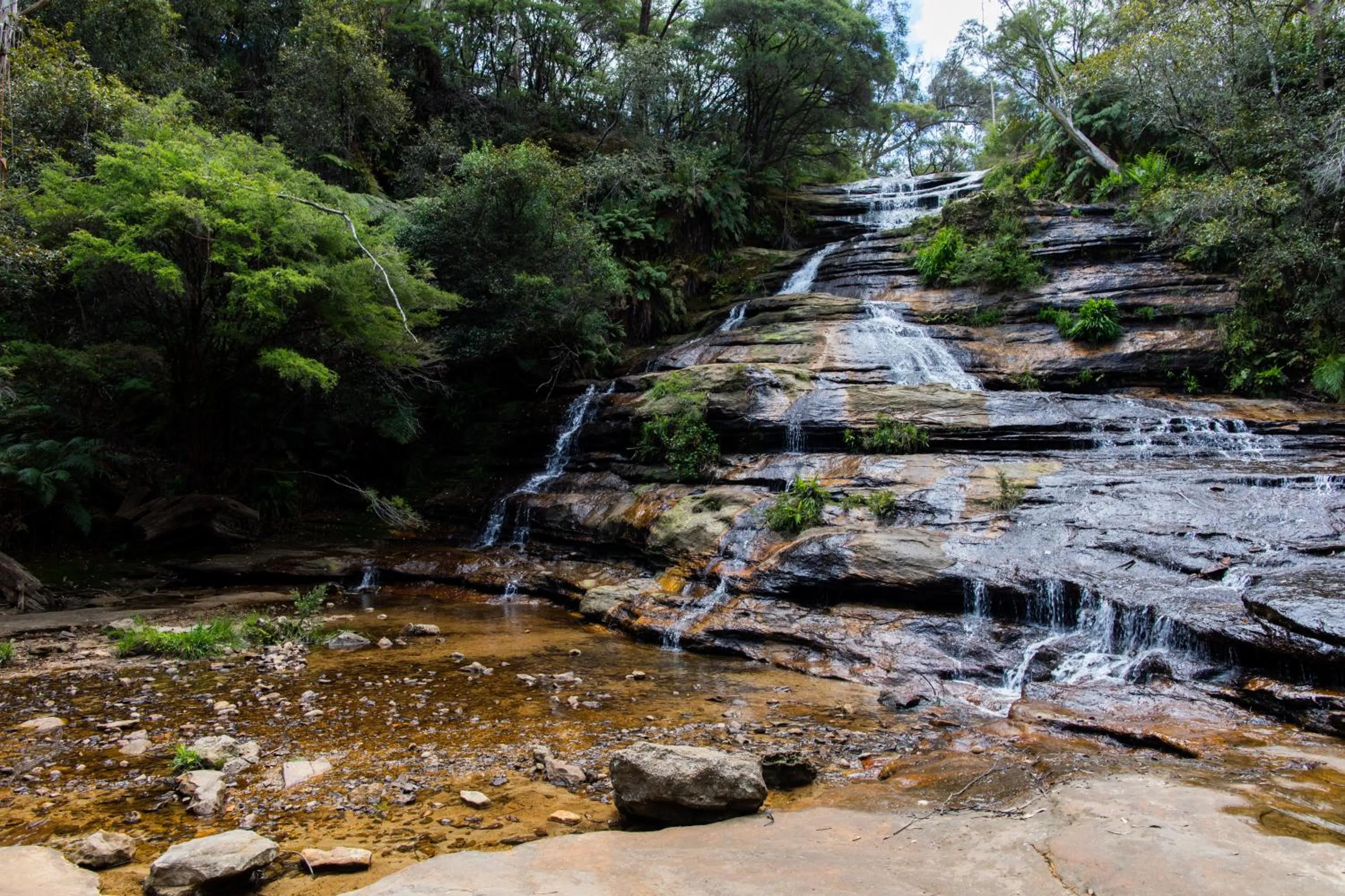 Natural landscape in WildLife Lodge Katoomba