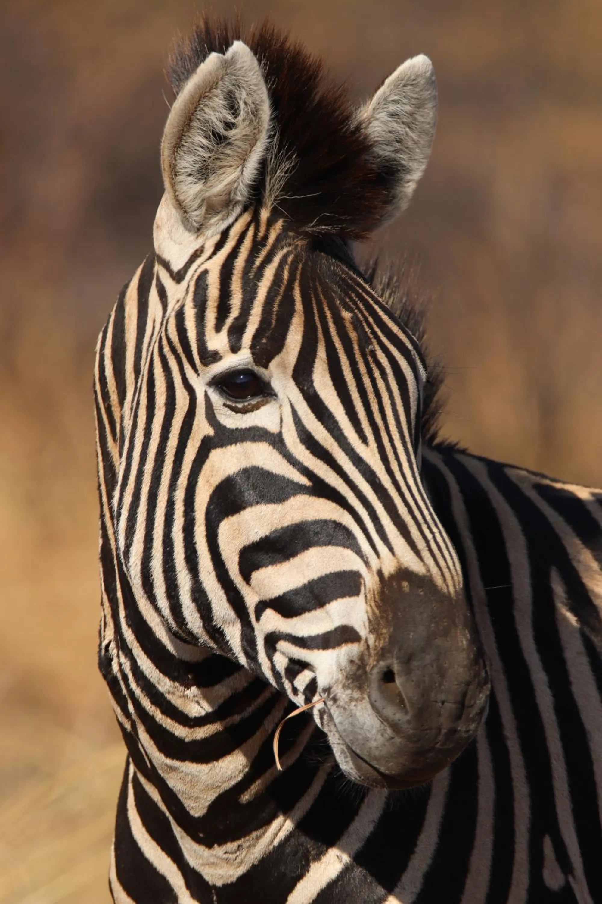Animals in Masodini Game Lodge