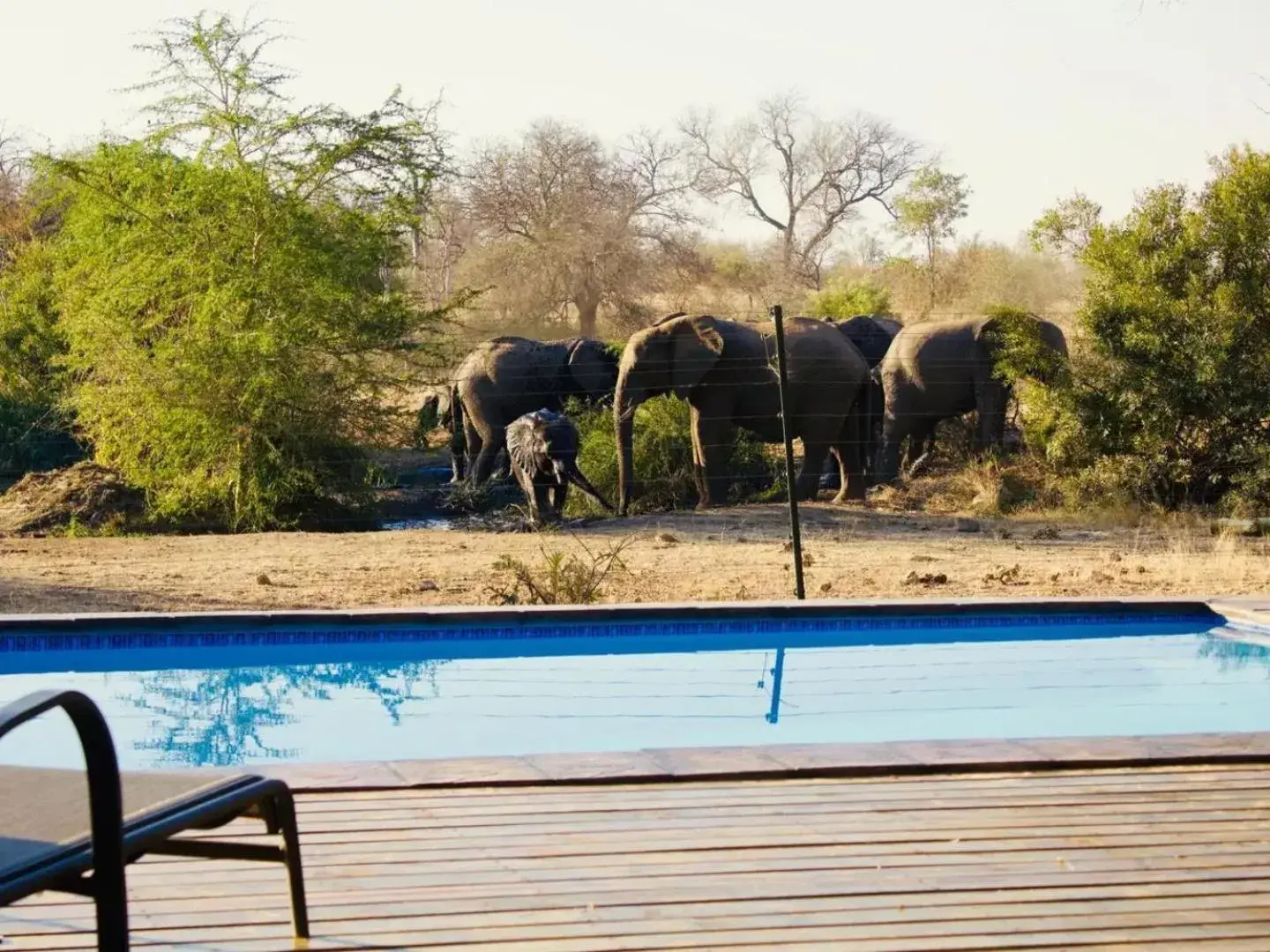 Swimming pool in Masodini Game Lodge Swimming pool in Masodini Game Lodge