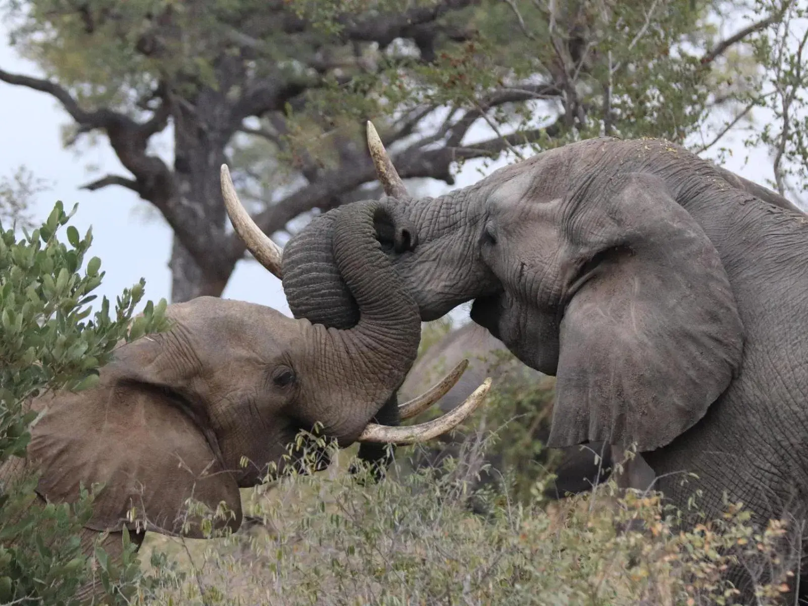 Natural landscape in Zazu Private Bush Lodge, Formerly Masodini Natural landscape in Zazu Private Bush Lodge, Formerly Masodini
