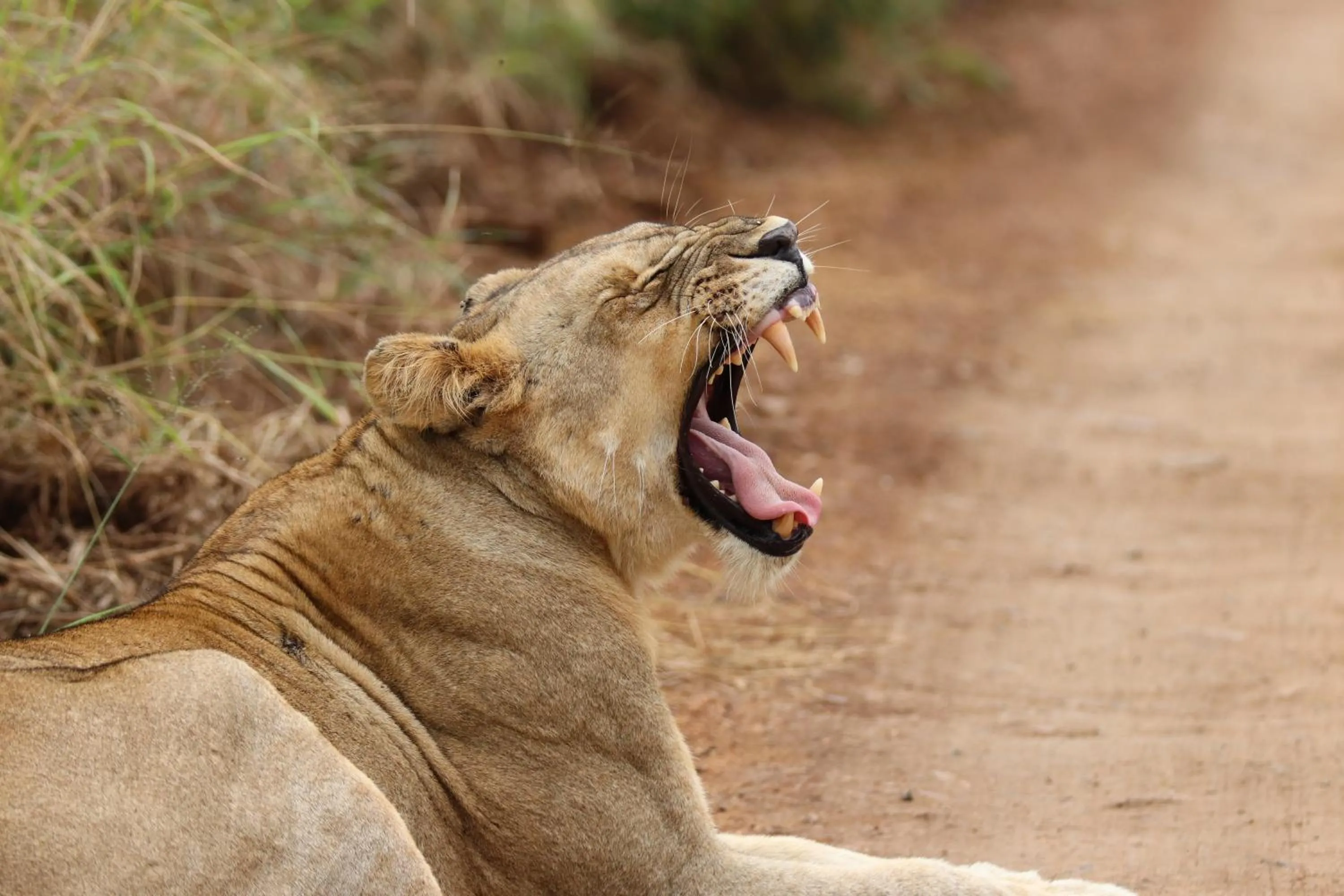 Animals in Masodini Game Lodge