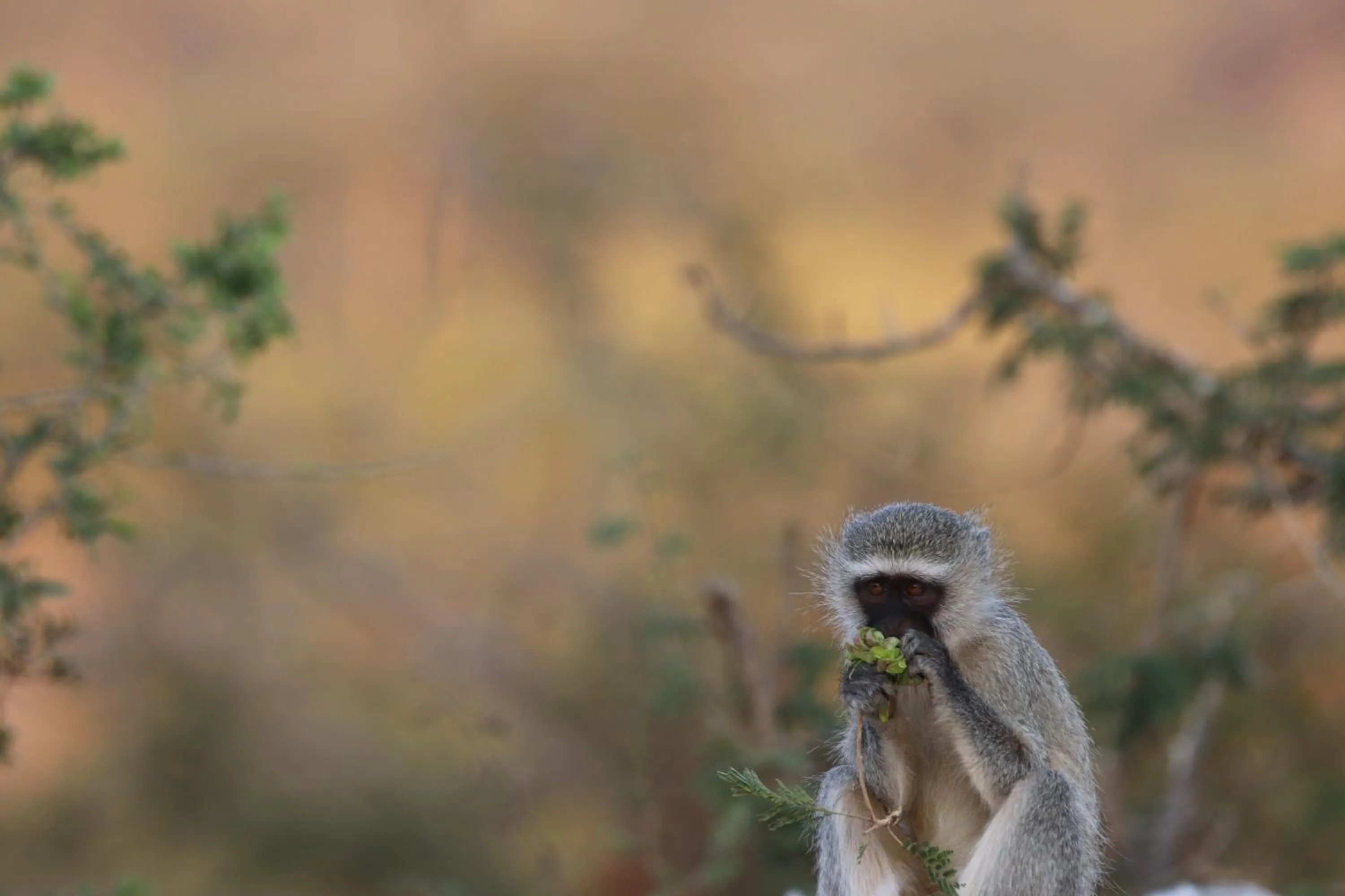 Animals in Masodini Game Lodge