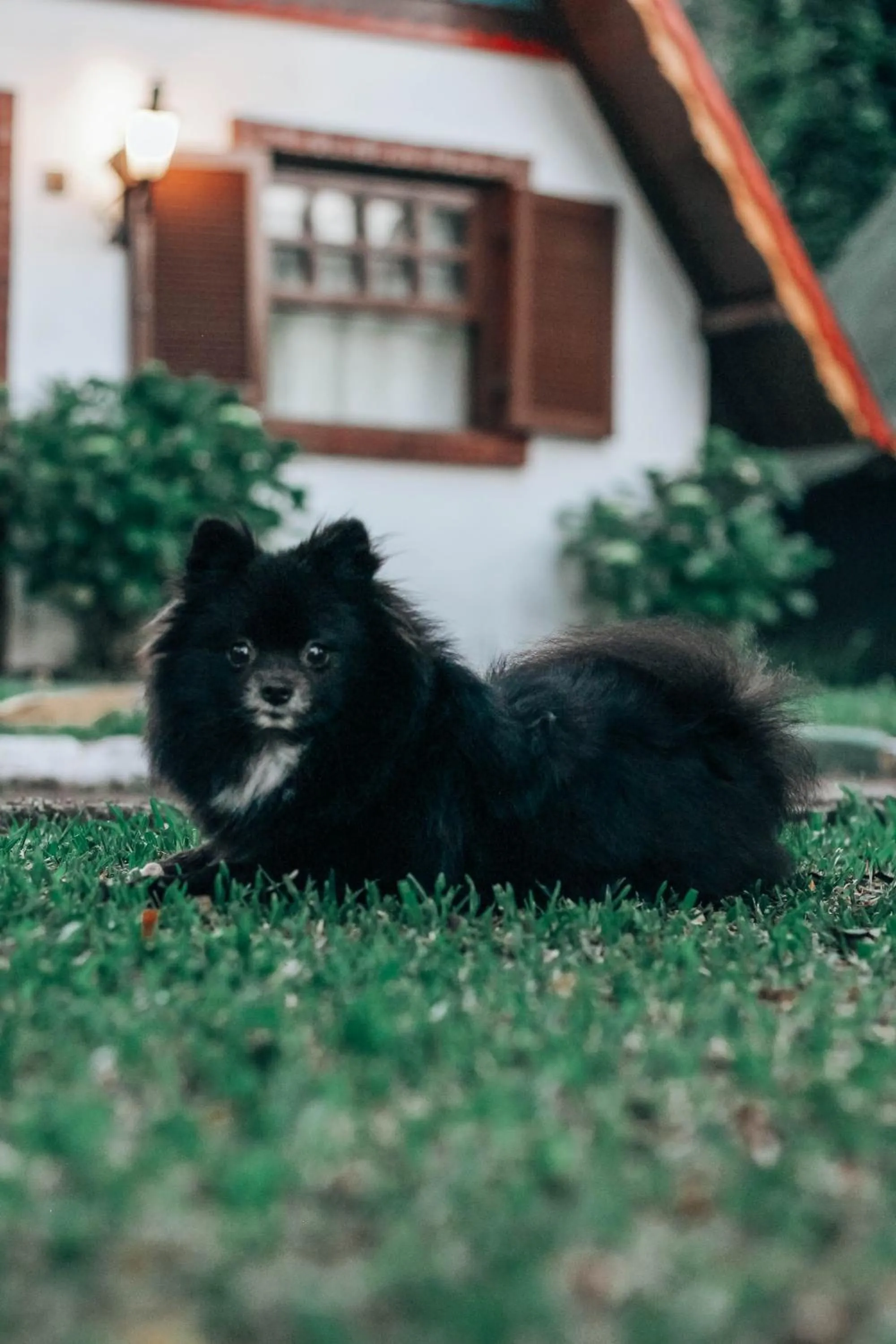 Pets in Villa Chalés Gramado - OH HOTÉIS