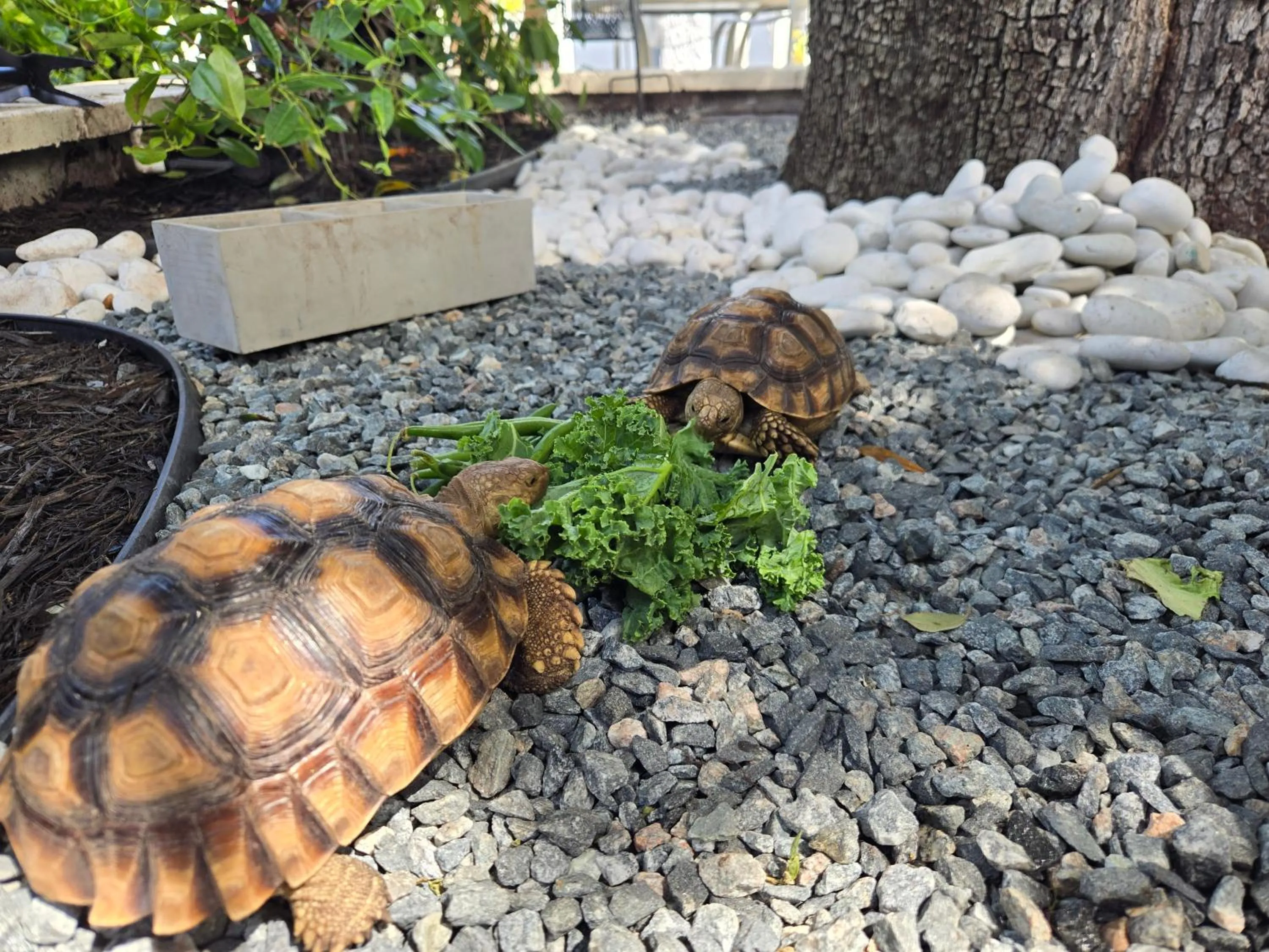 Animals in Barefoot mailman motel