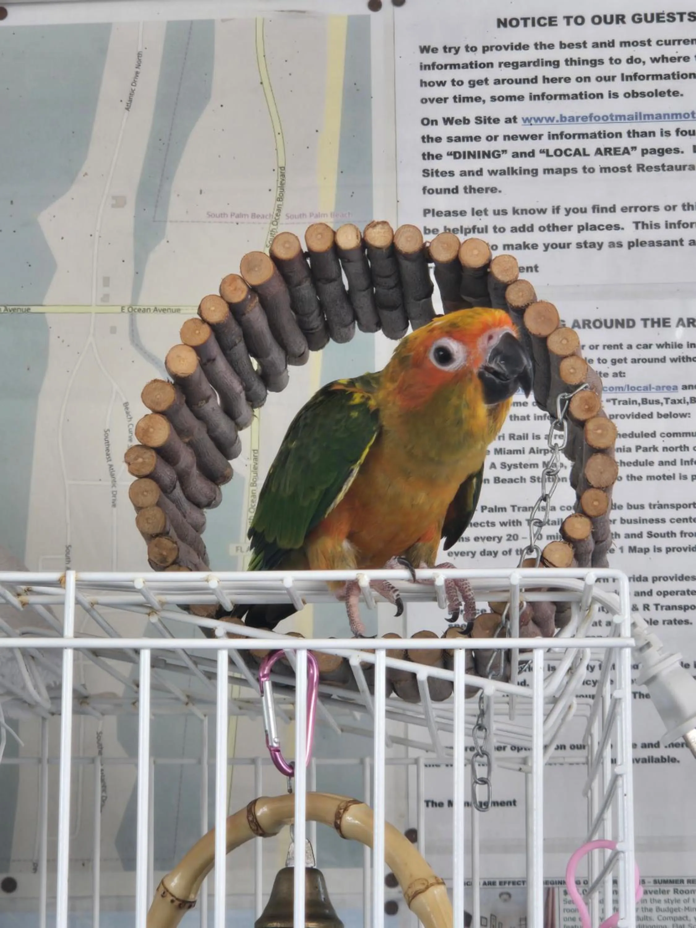 Animals in Barefoot mailman motel