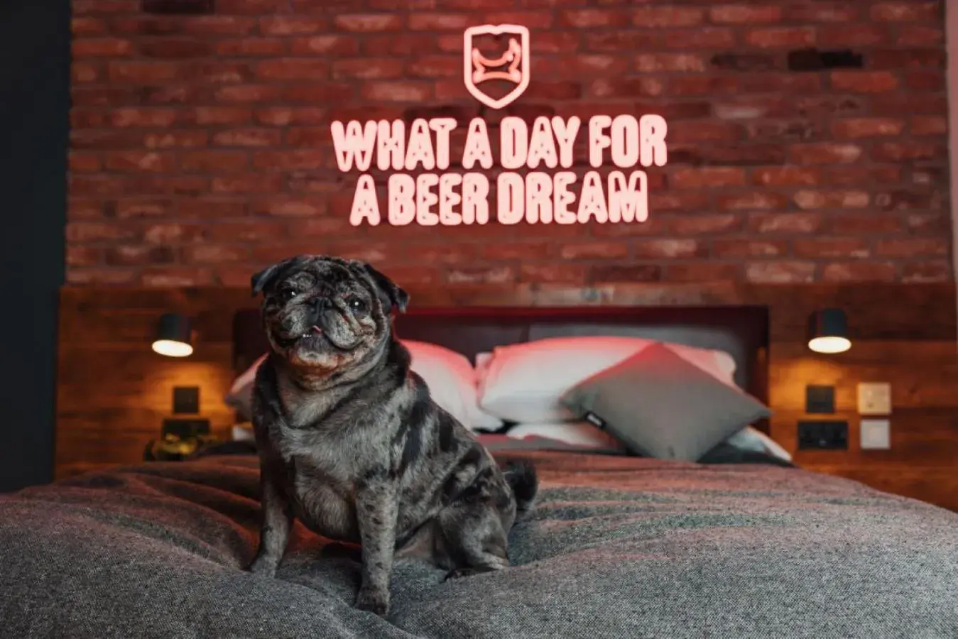 Pets, Bed in BrewDog DogHouse Edinburgh Pets, Bed in BrewDog DogHouse Edinburgh