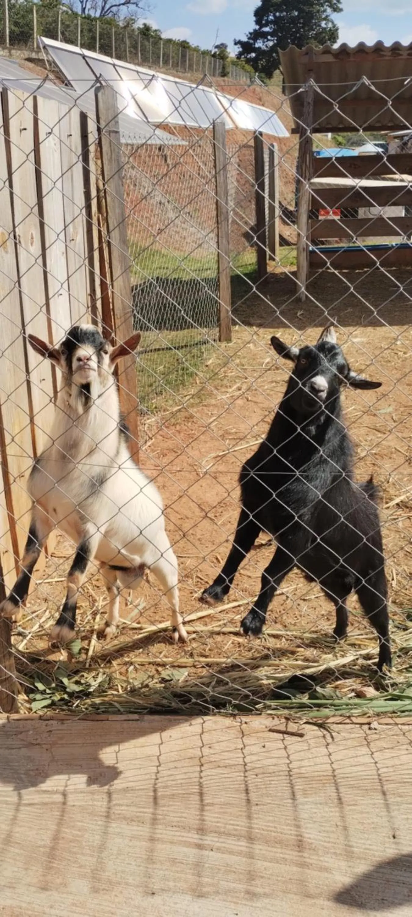 Animals in Hotel Chalés Capitanias