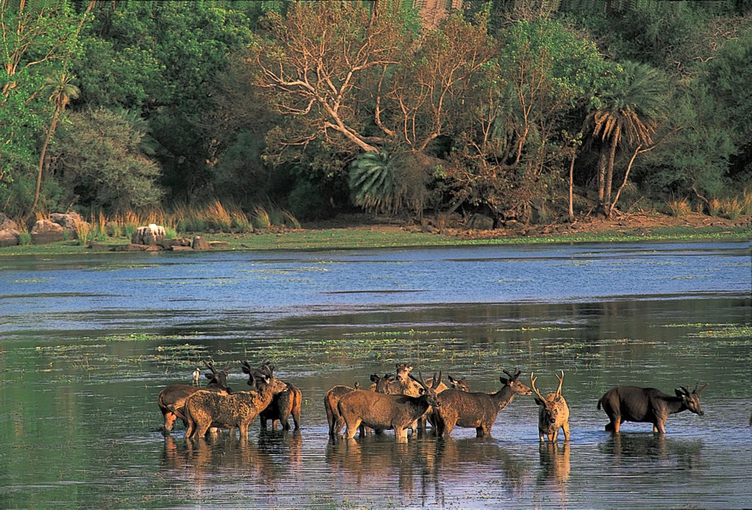 Natural landscape in The Oberoi Vanyavilas Wildlife Resort, Ranthambhore