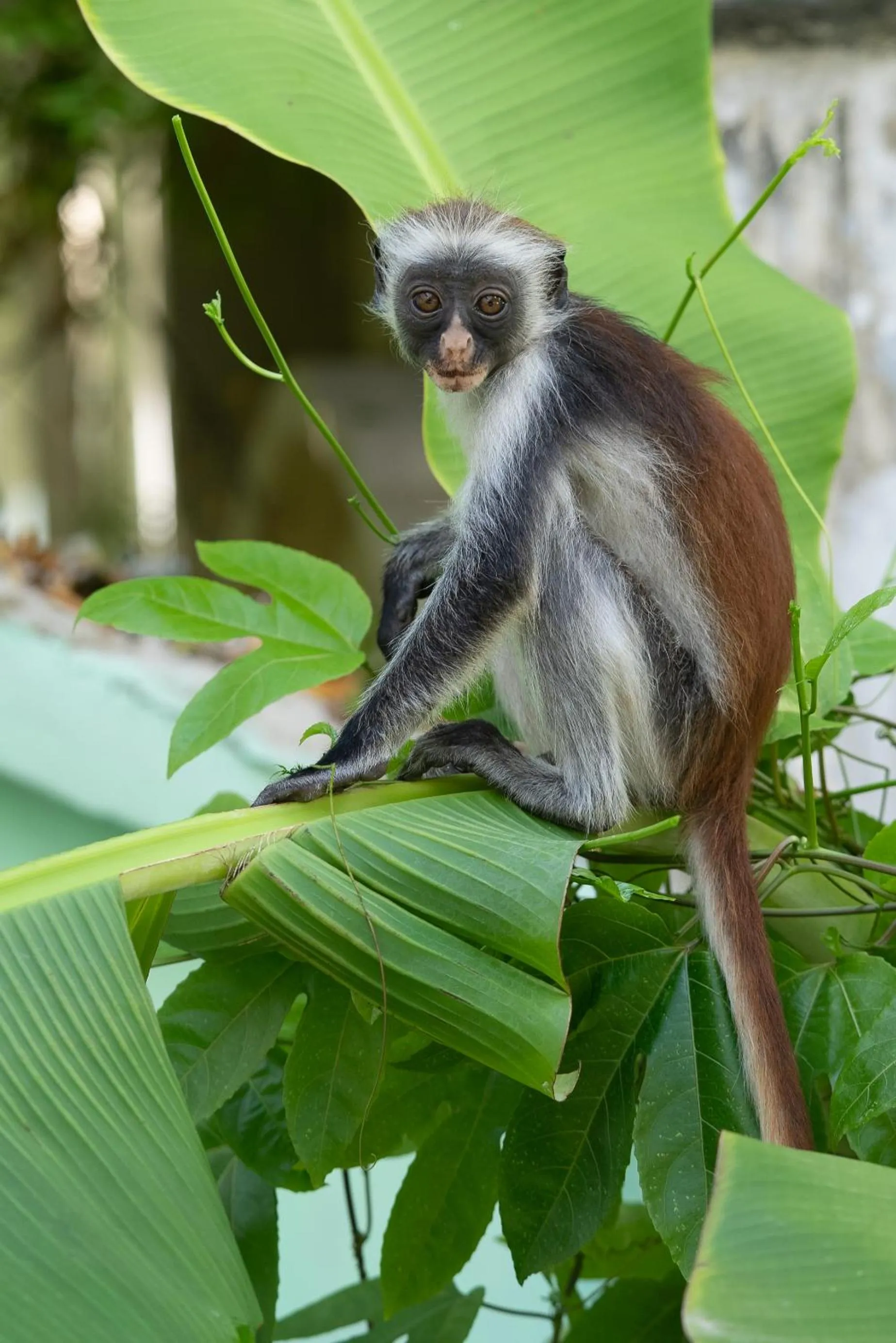 Animals in Frangi'pwani