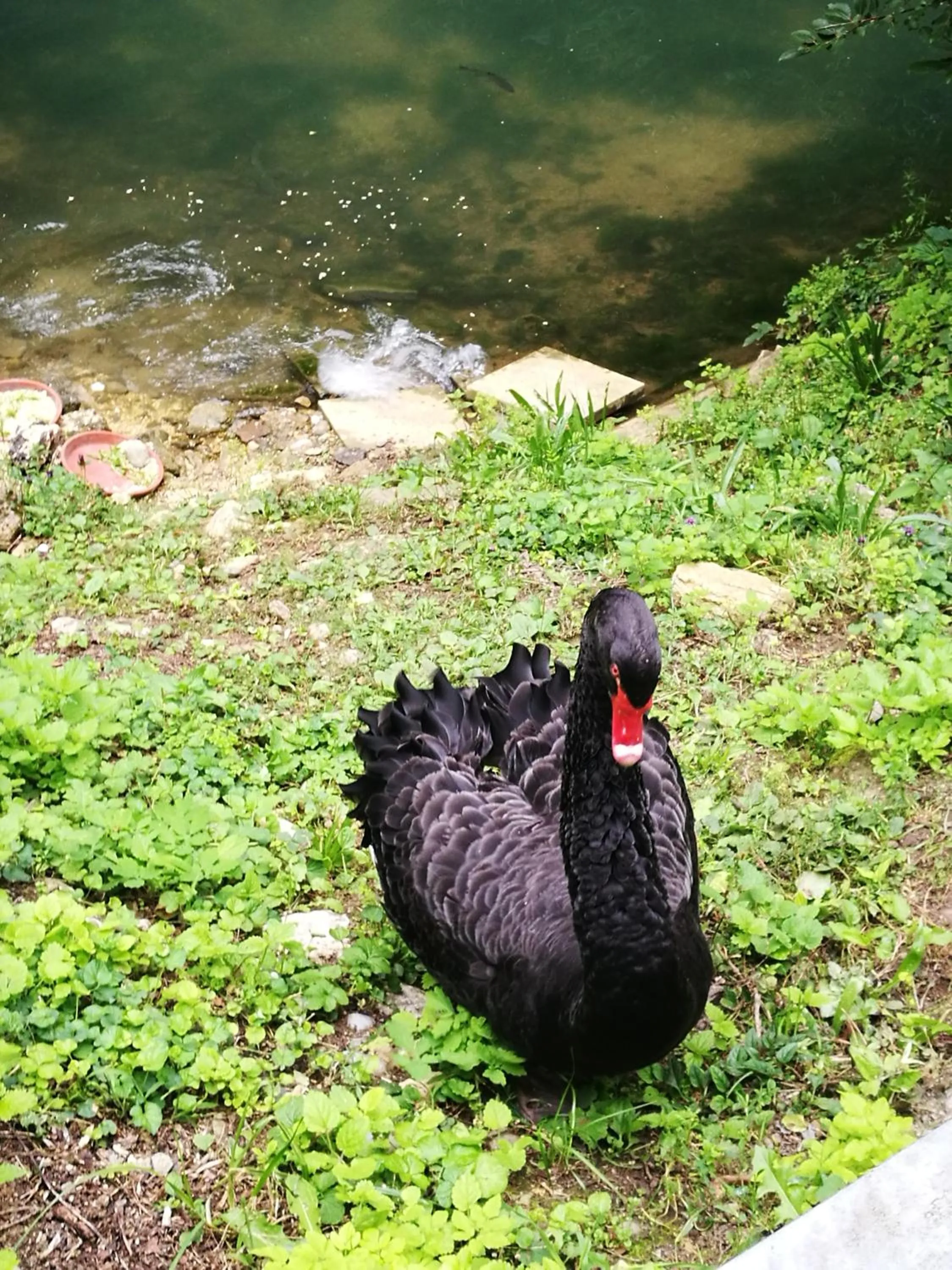 Animals in Hotel-Restaurant Bibermühle GmbH