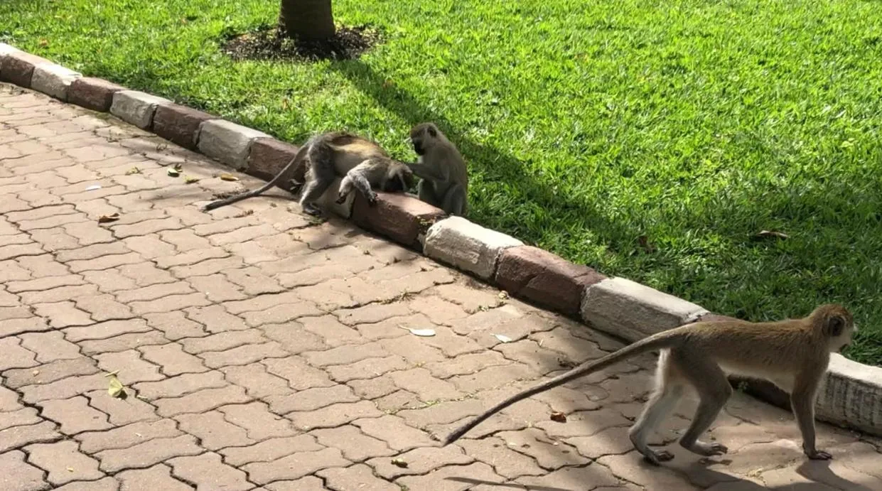 Karibu Heritage House