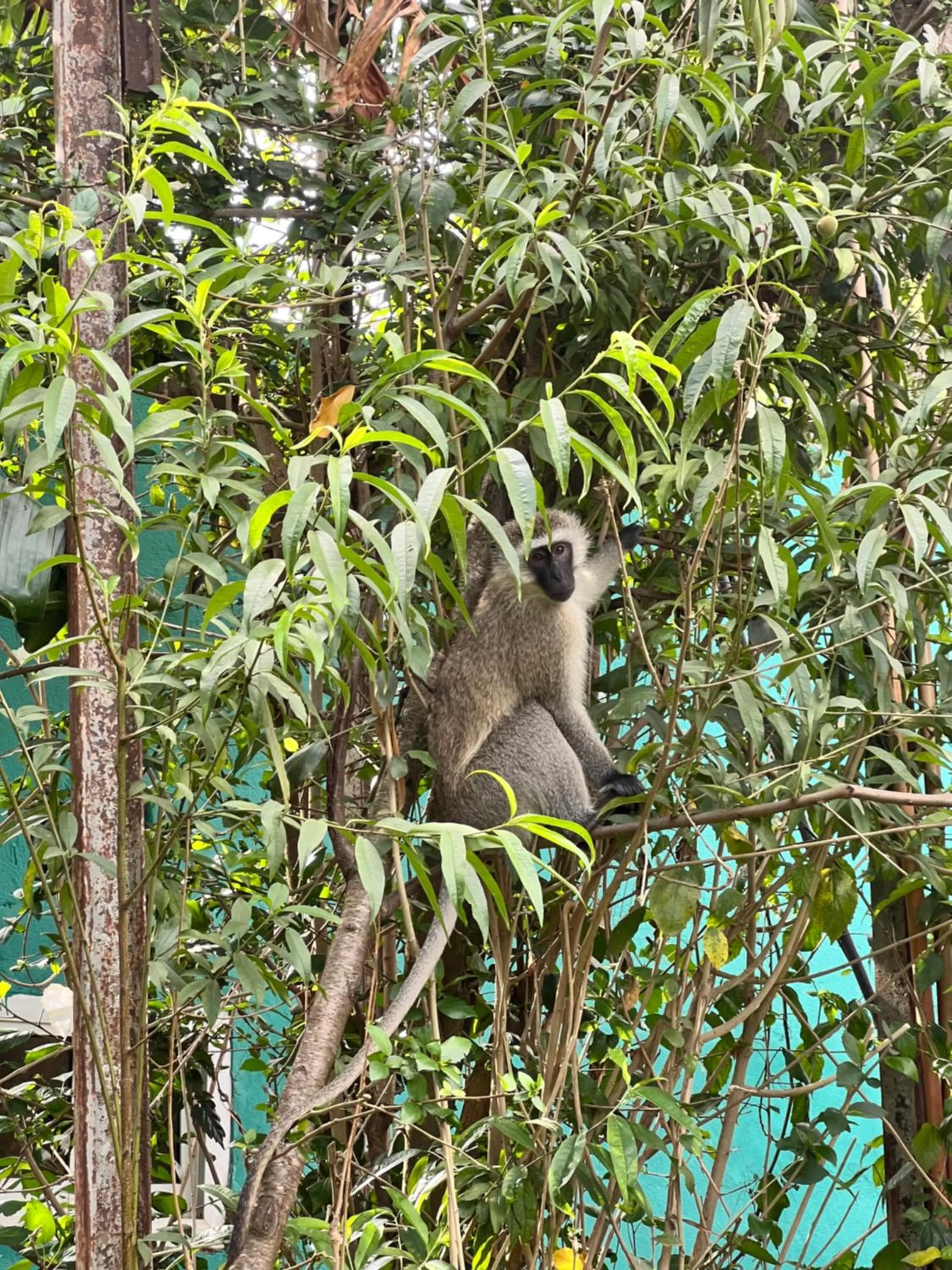 Karibu Heritage House