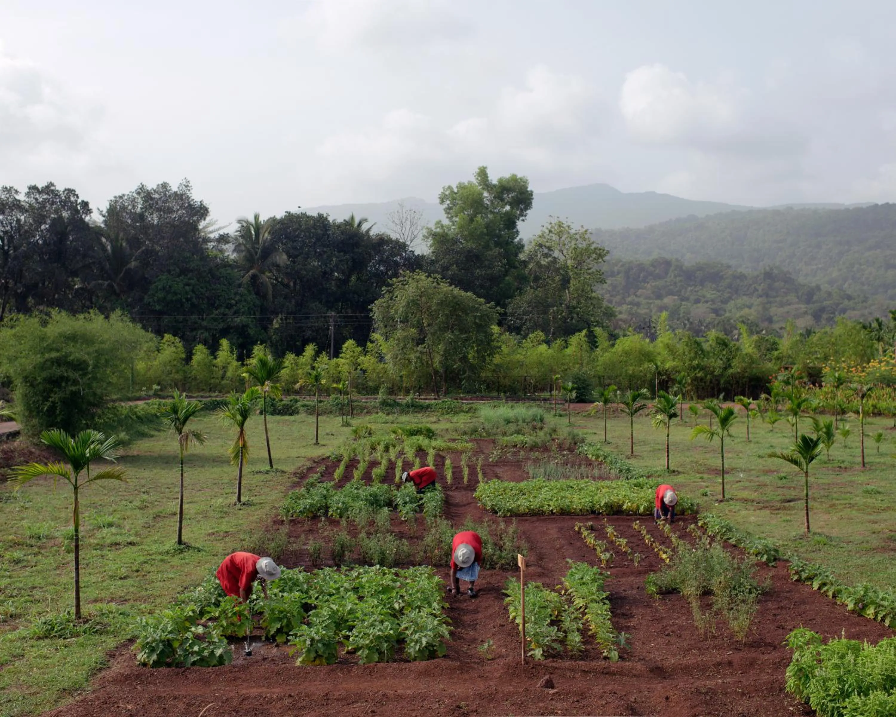 Natural landscape in The Postcard Hideaway, Netravali Wildlife Sanctuary, Goa