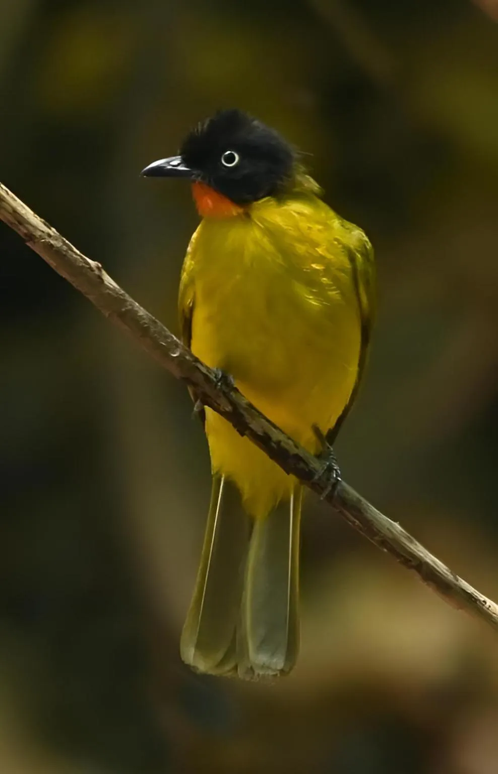Animals in The Postcard Hideaway, Netravali Wildlife Sanctuary, Goa