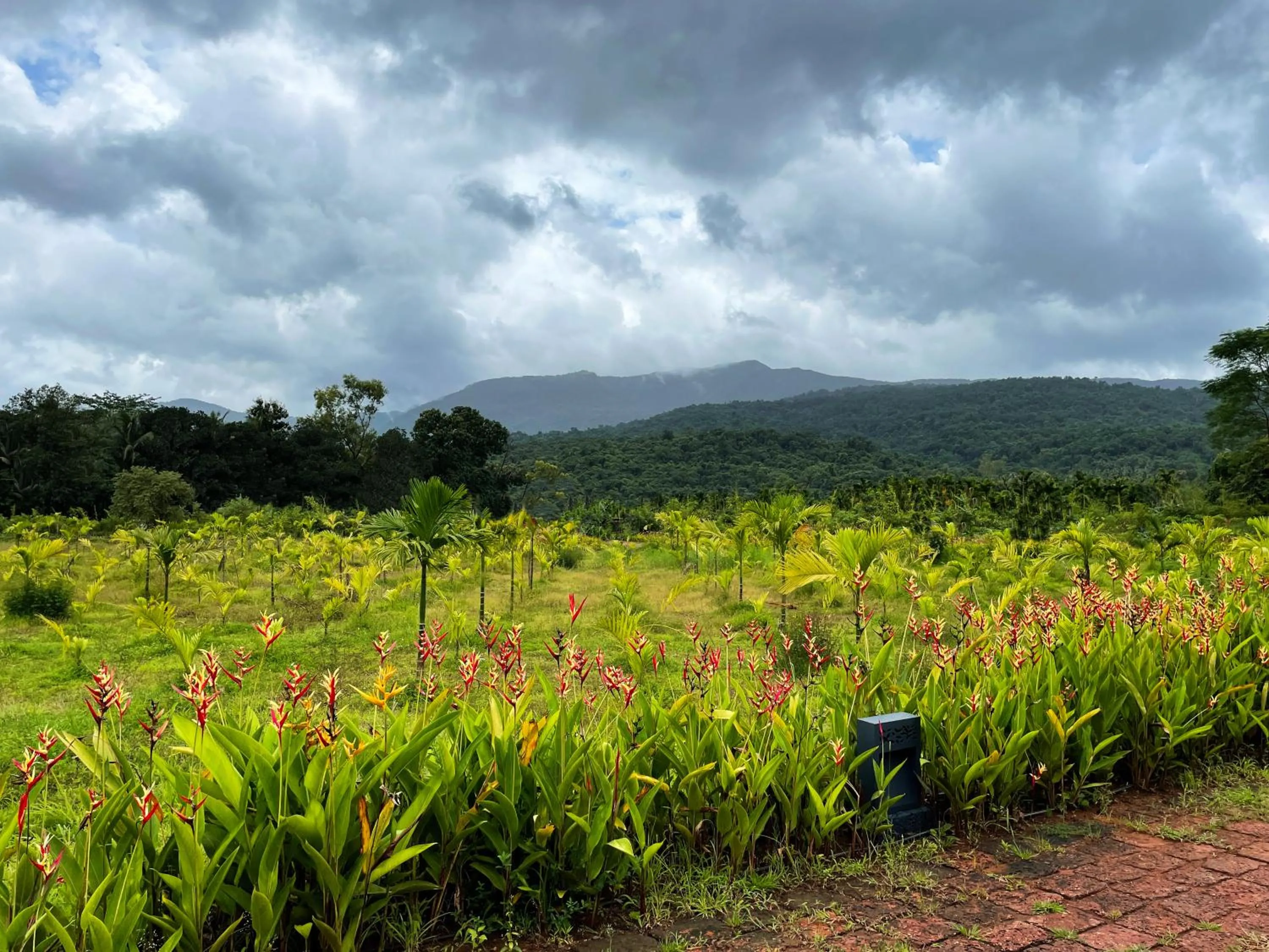 Natural landscape in The Postcard Hideaway, Netravali Wildlife Sanctuary, Goa