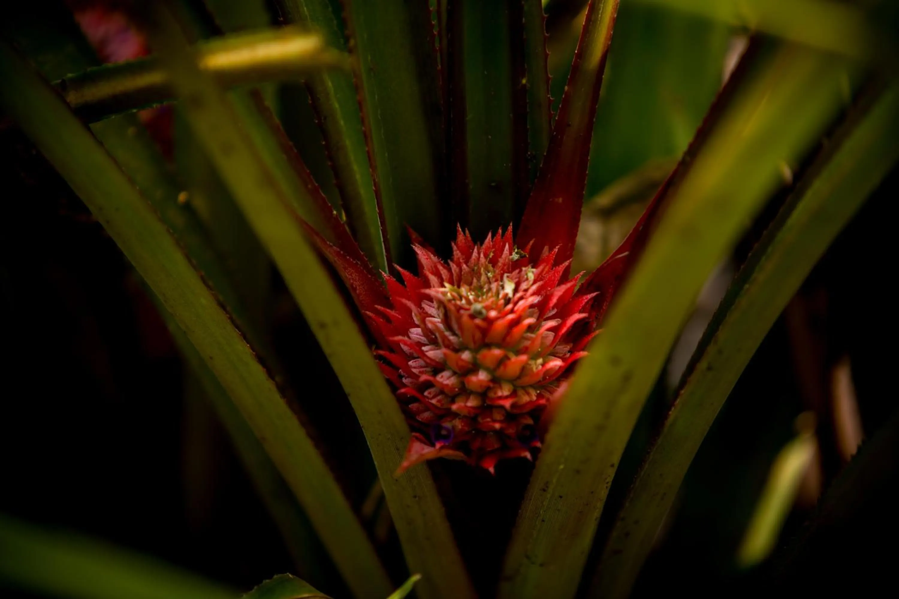 Spring in The Postcard Hideaway, Netravali Wildlife Sanctuary, Goa