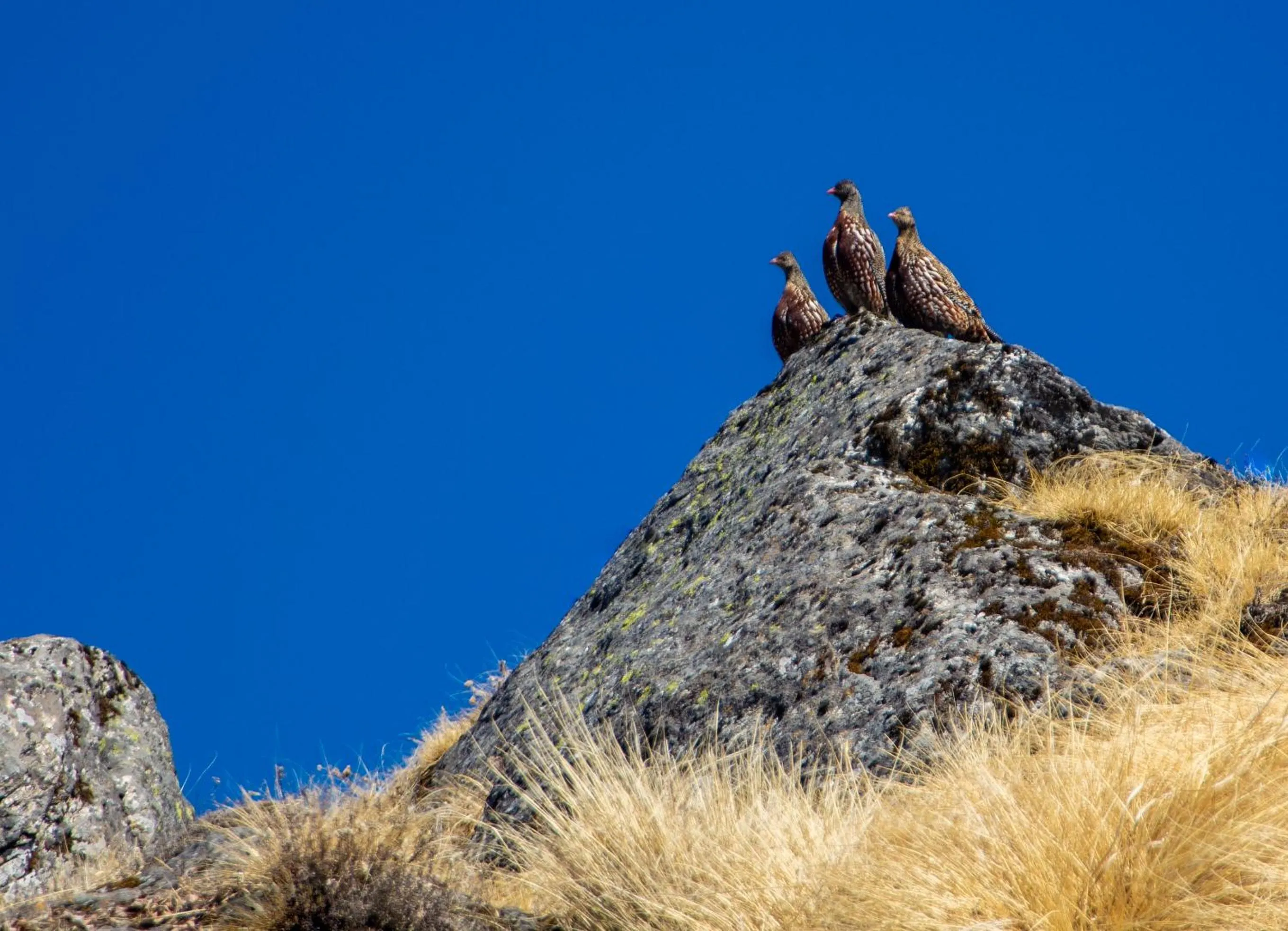 Natural landscape in Captains Paradise Luxury Resort at Mukteshwar Hill Station