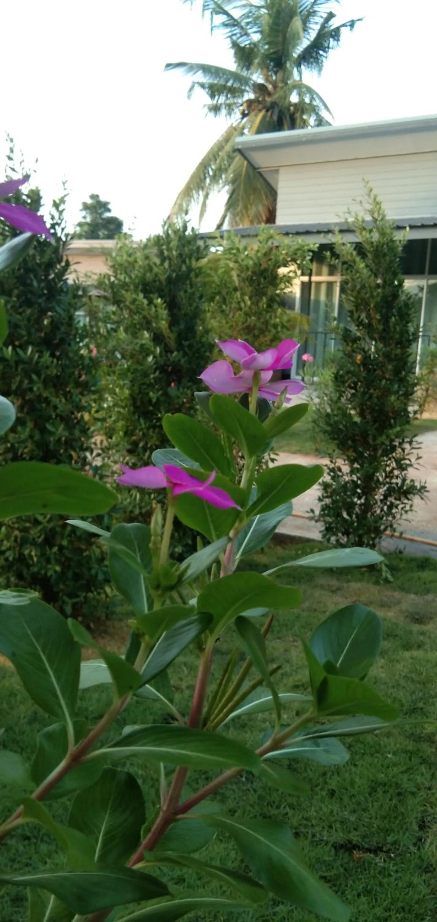 Garden in Cessna Park Resort and Hotel