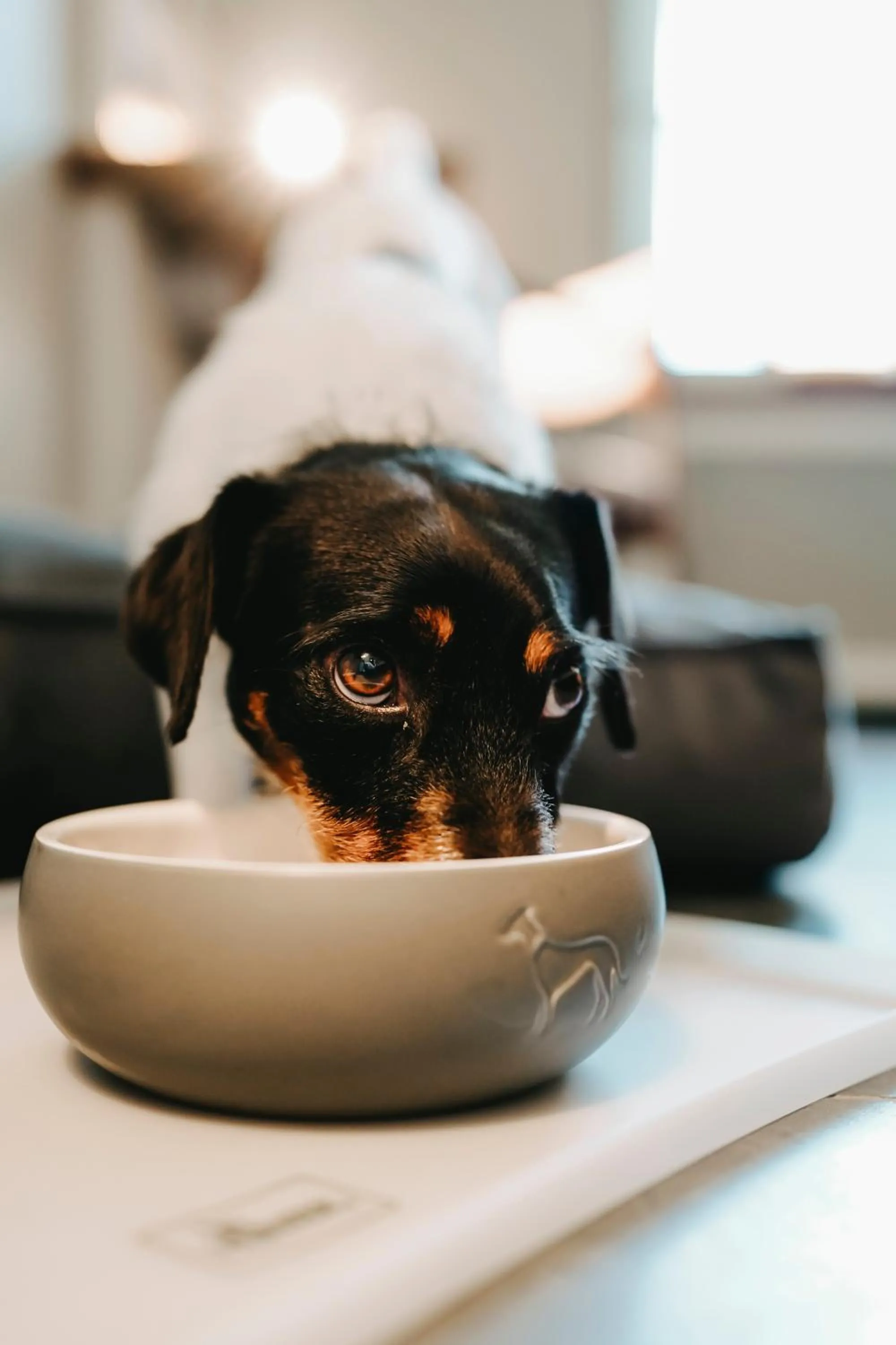 Pets in Parkhotel Gütersloh
