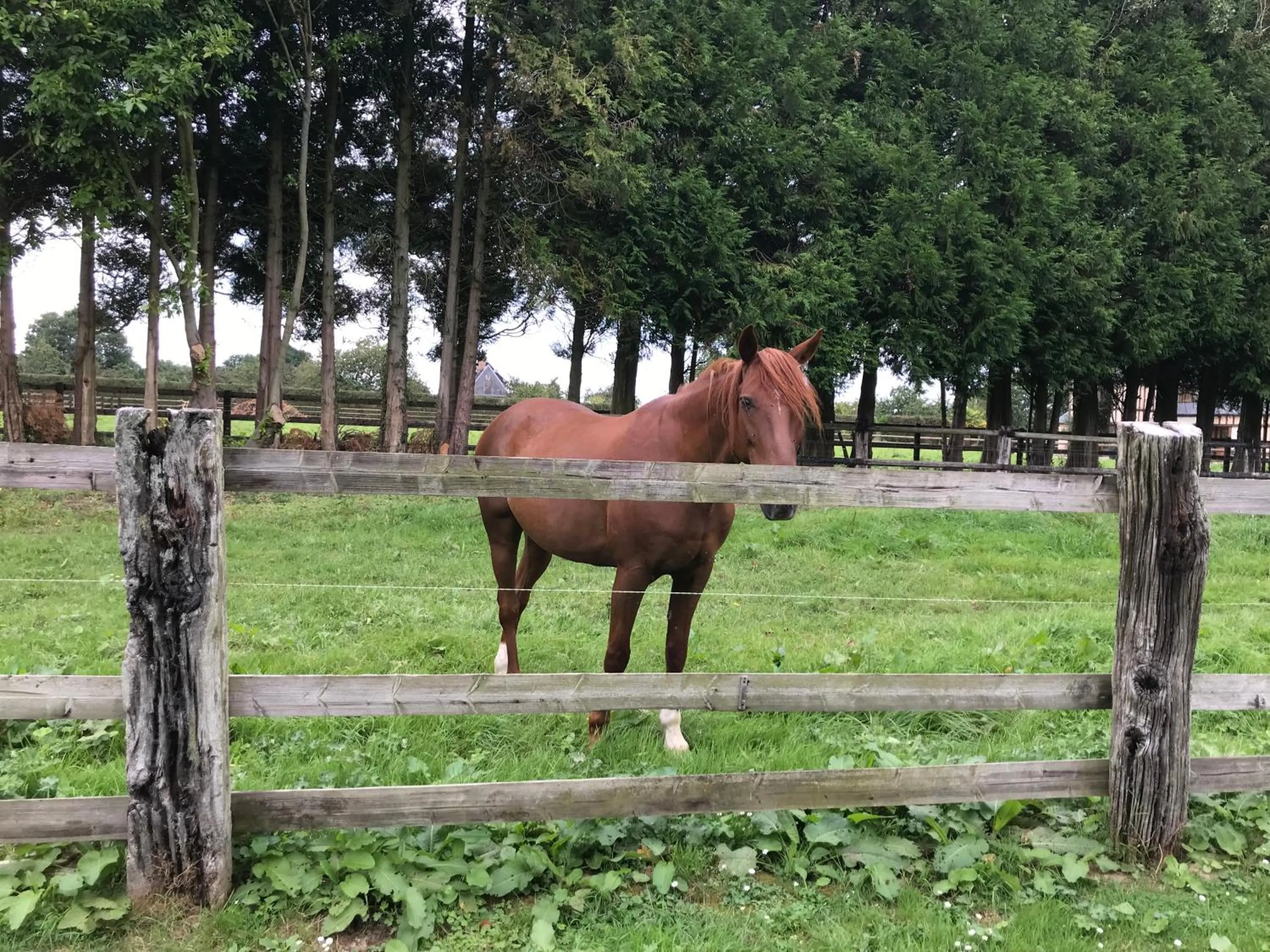 Animals in Le Domaine des Volets bleus