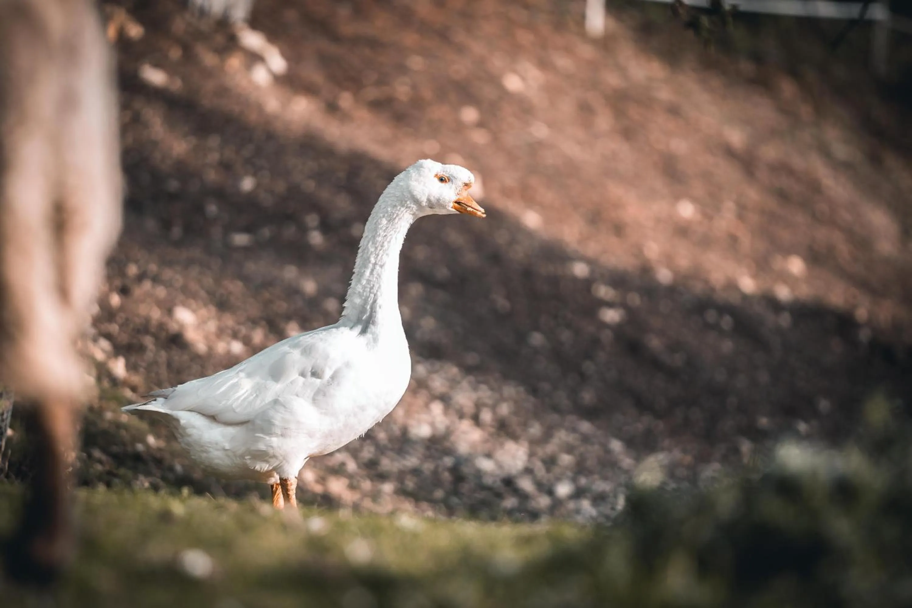 La Maison au Bord du Lac
