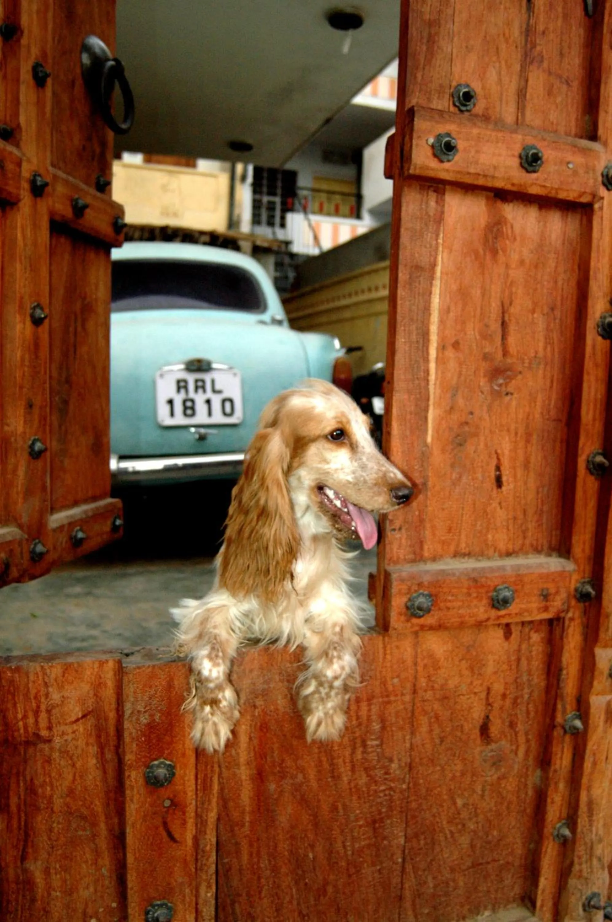 Pets in Sneh Deep Guest House