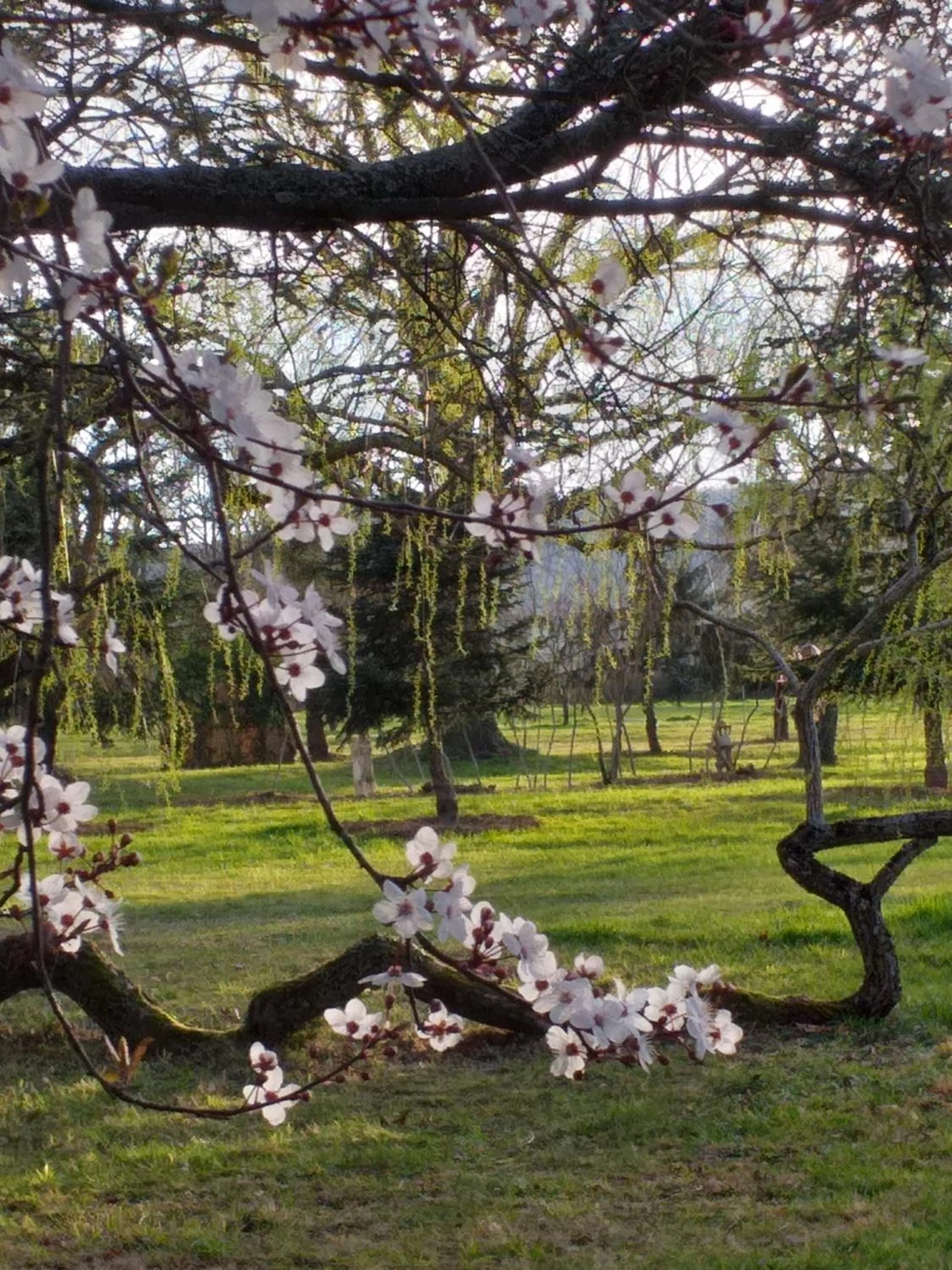 Garden in DOMAINE BERENGUER