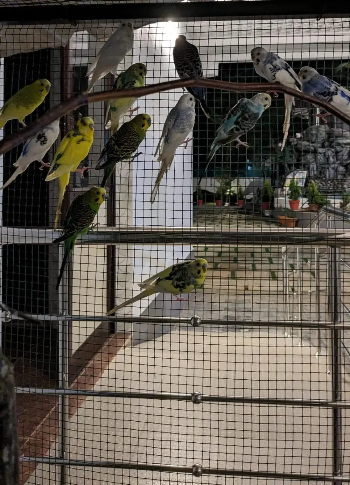 Animals in Lake Palace Family Resort Kumarakom Animals in Lake Palace Family Resort Kumarakom