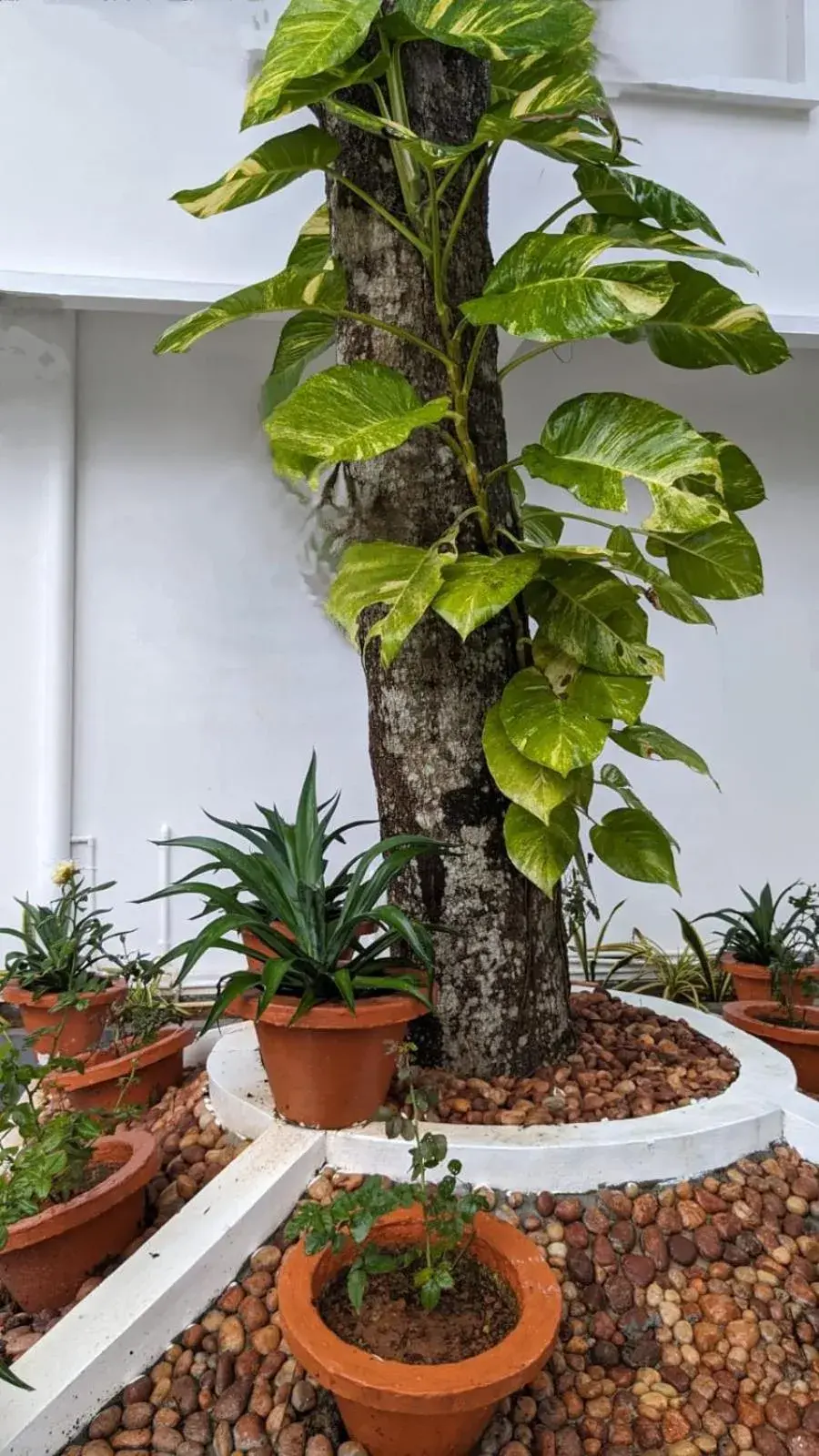 Garden view in Lake Palace Family Resort Kumarakom Garden view in Lake Palace Family Resort Kumarakom