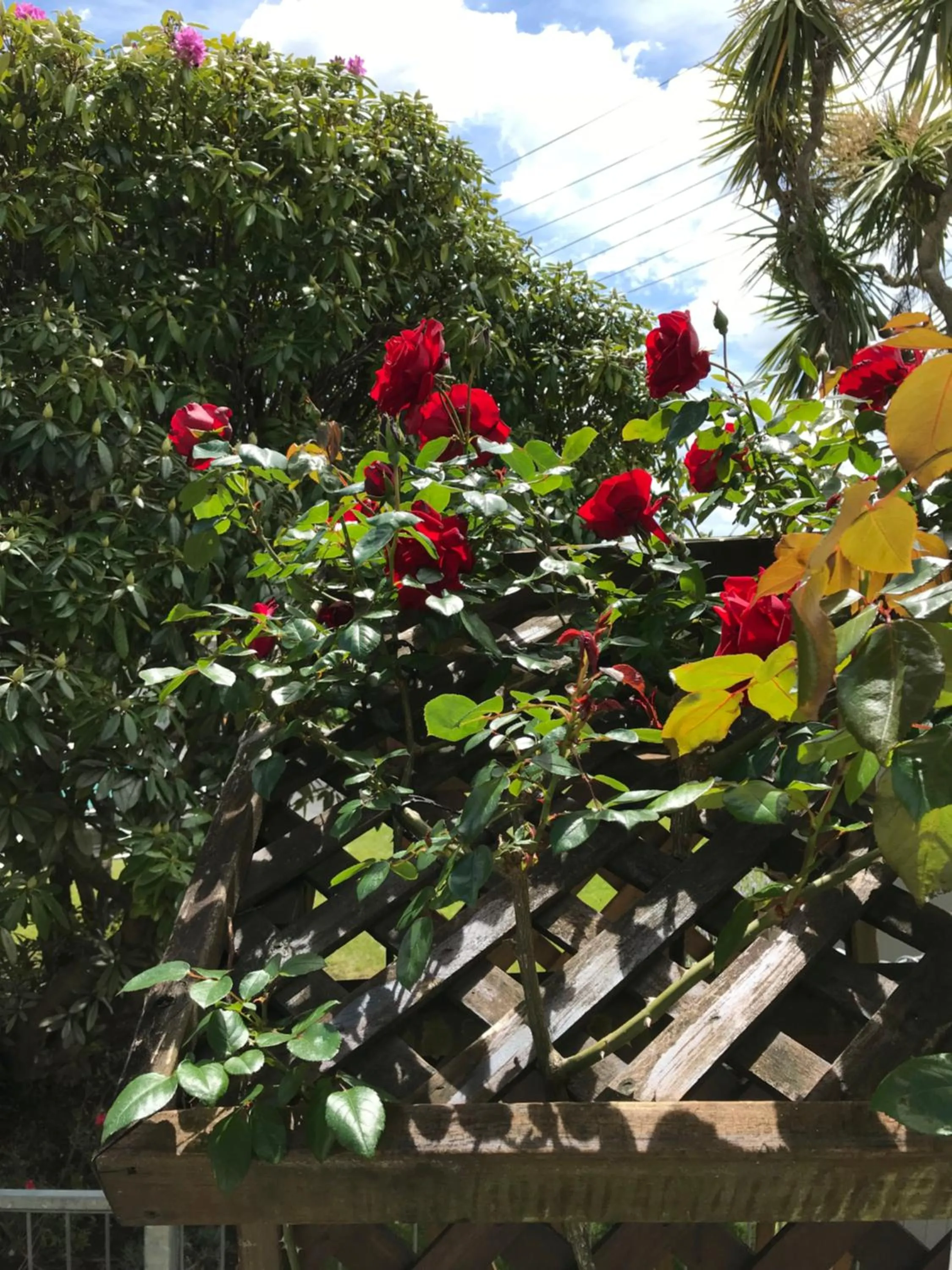 Picton House B&B and Motel