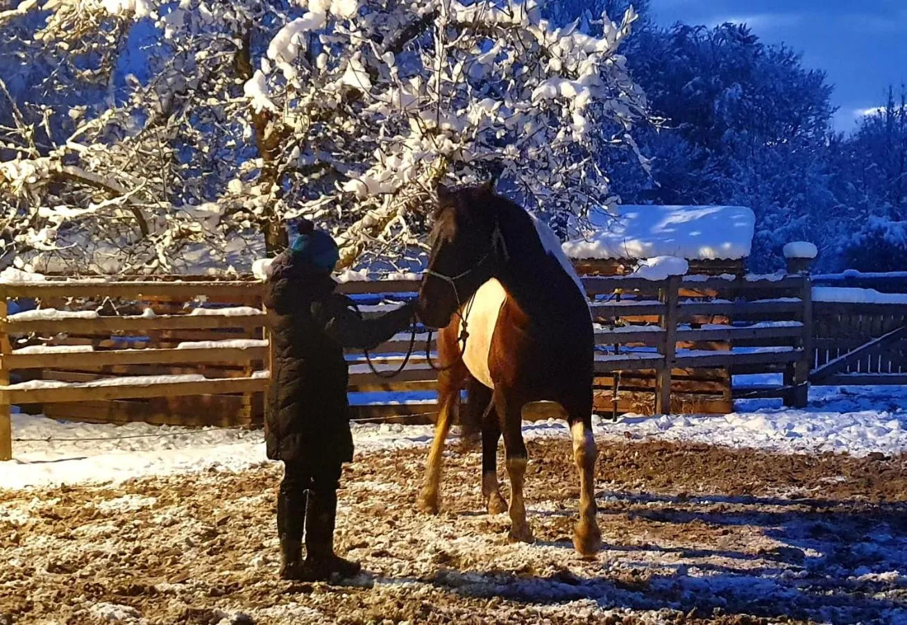 Horse-riding in Der Blankhof "Back to Roots"