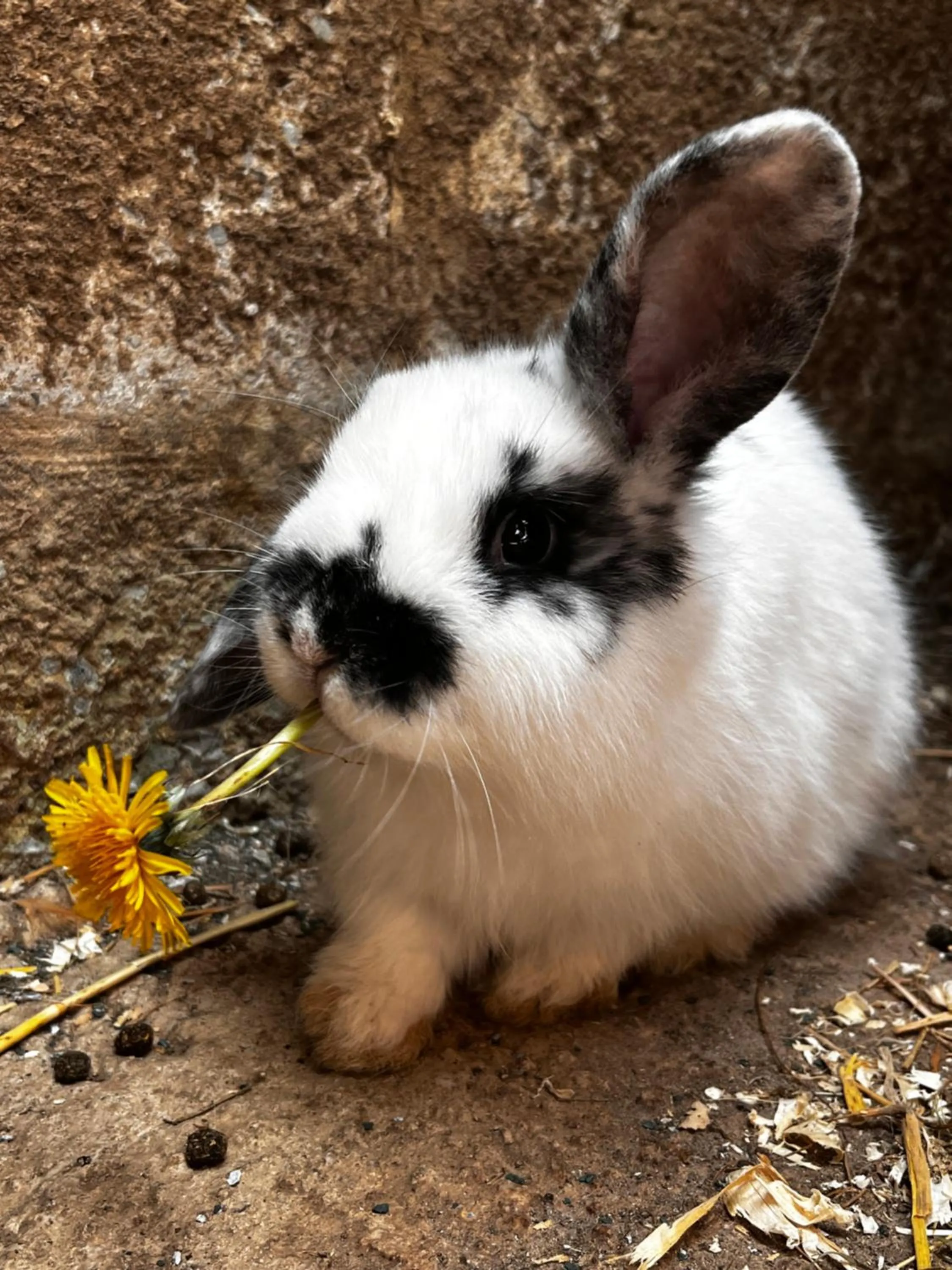 Sharlands Farm Bed and Breakfast
