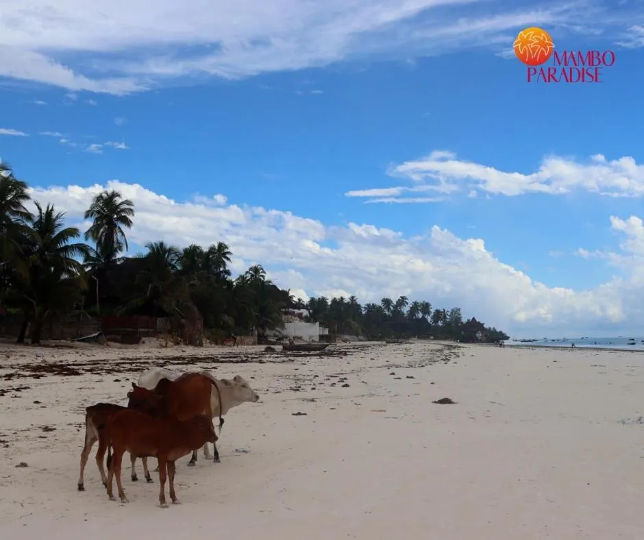 Natural landscape in Mambo Paradise