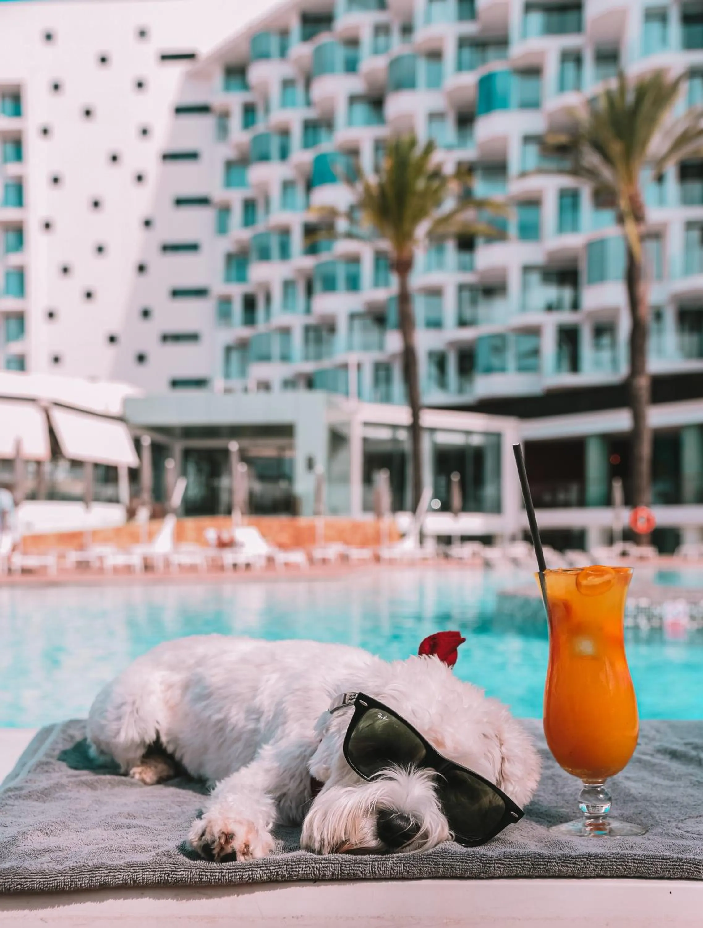 Pets in Hard Rock Hotel Ibiza