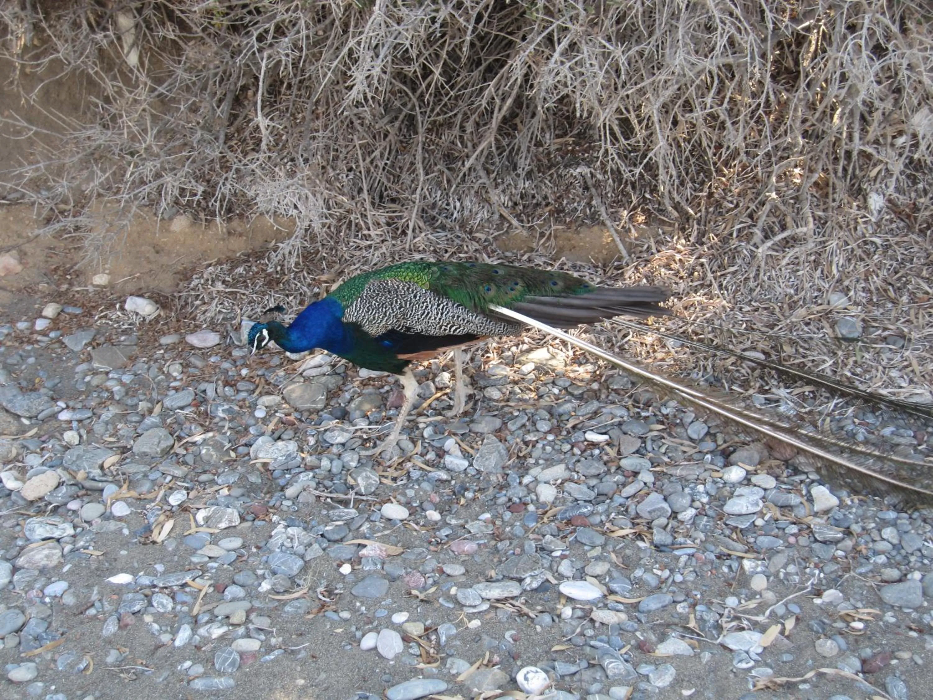 Animals in Boutique Hotel Tilos Mare