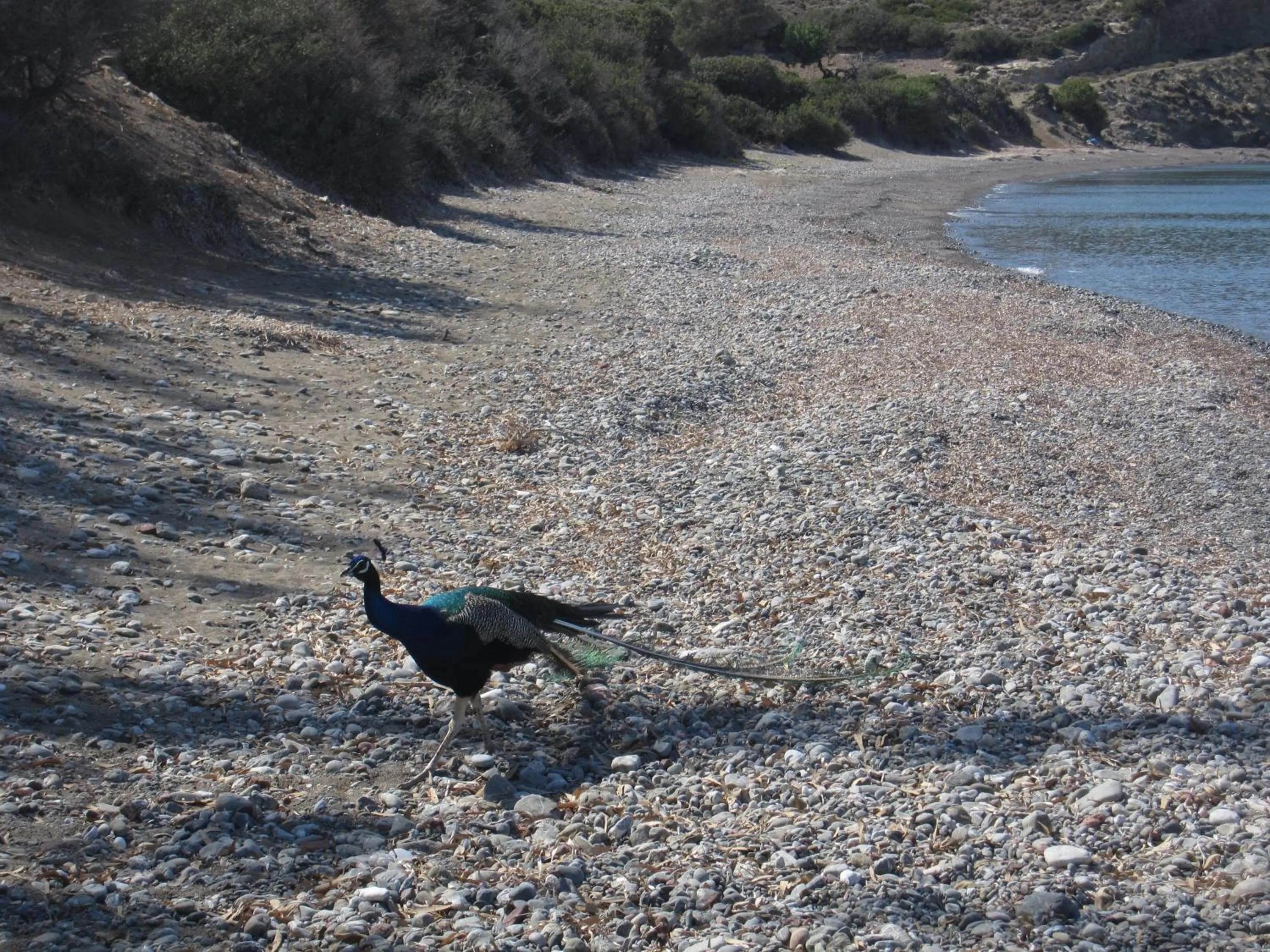 Beach in Boutique Hotel Tilos Mare