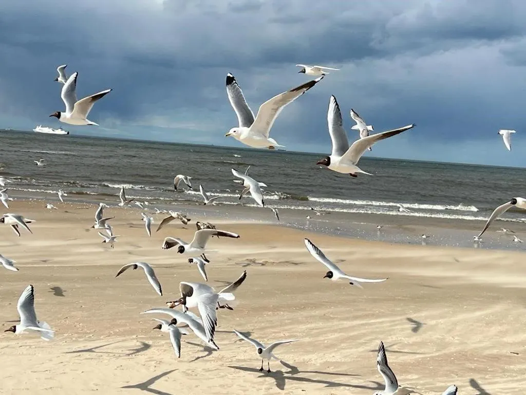Apartamenty Świnoujście - Kormoran