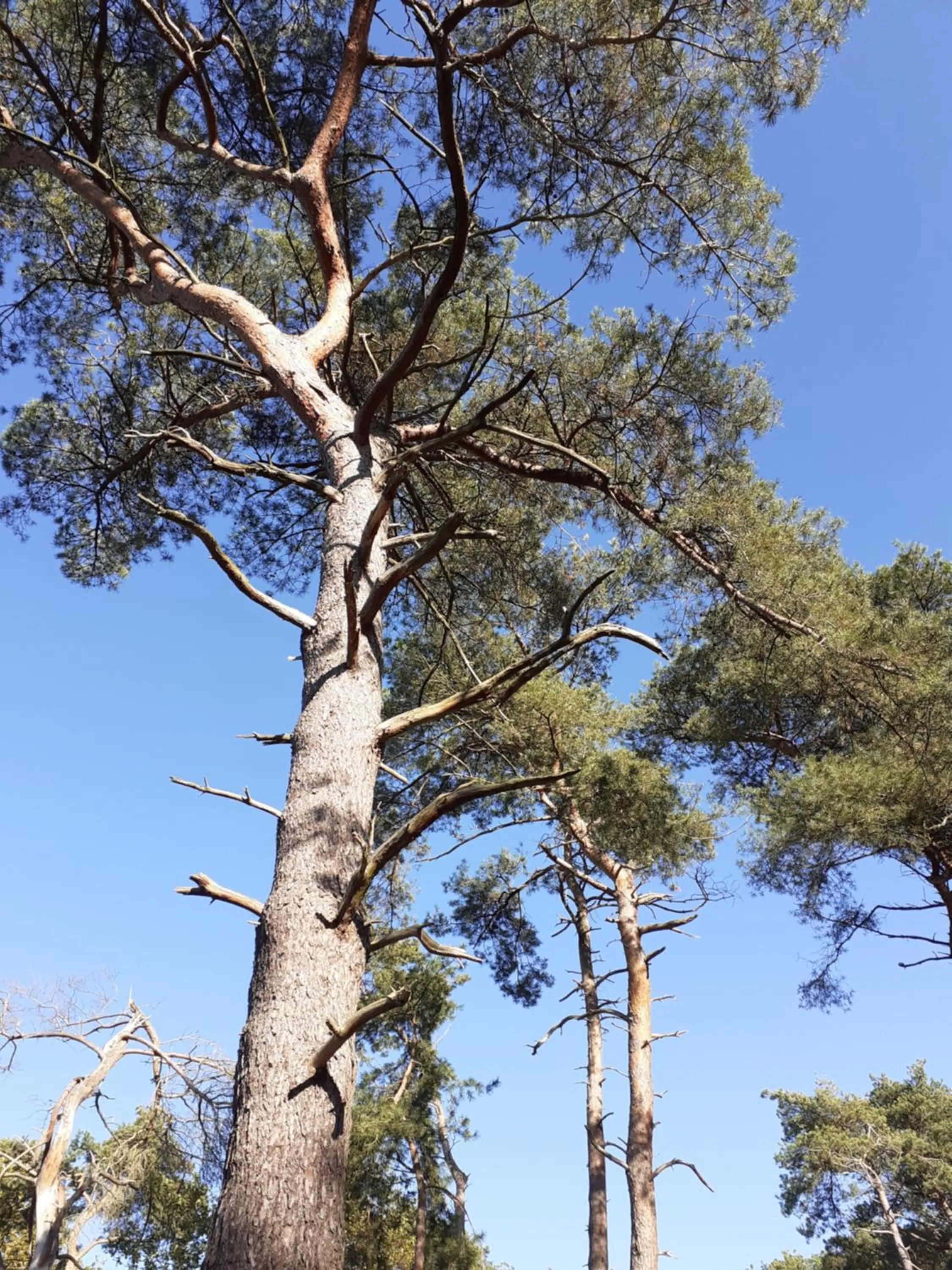 Garden in B&B Altijd Zomer