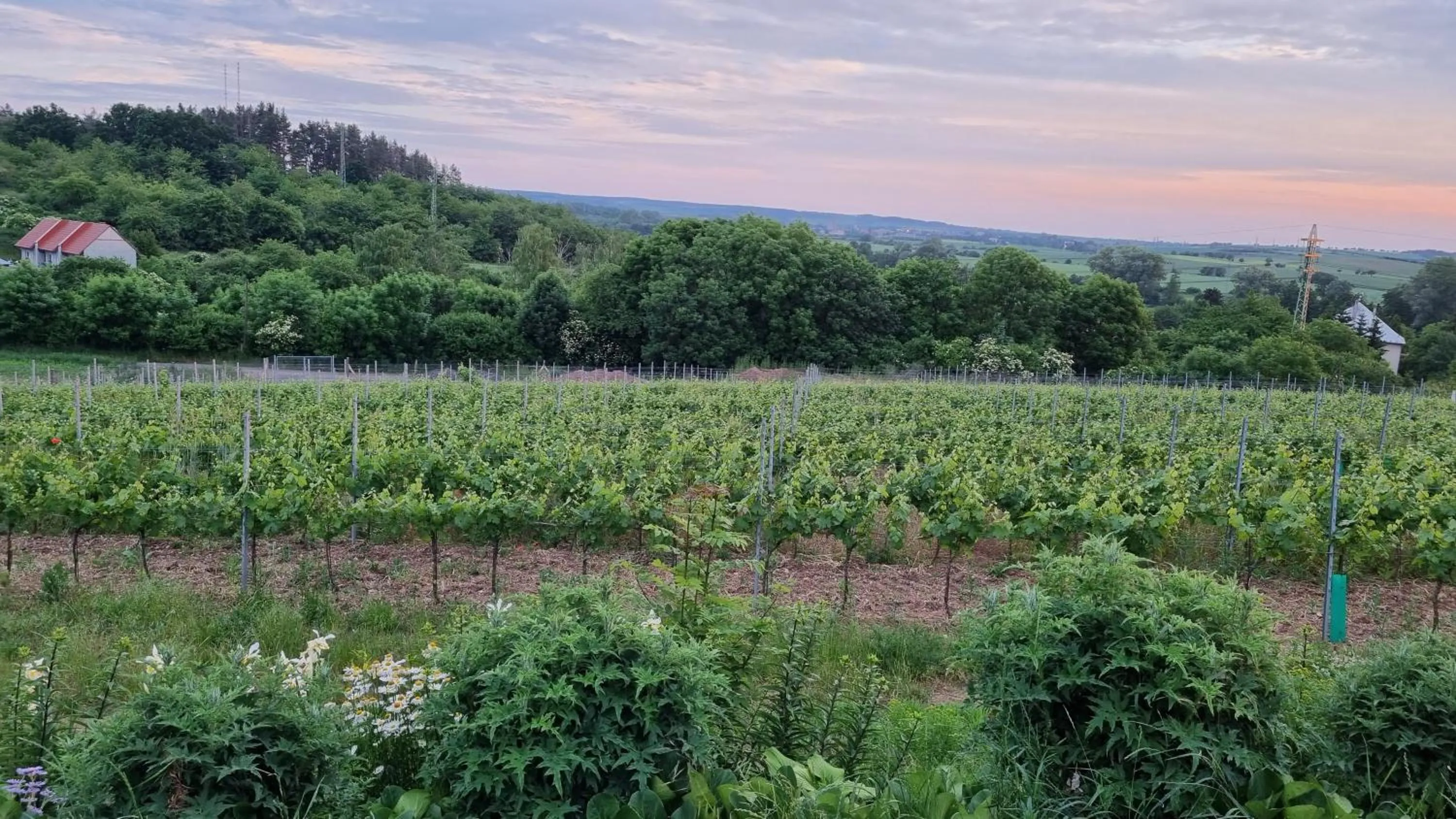 Pension Vinařství Klučov