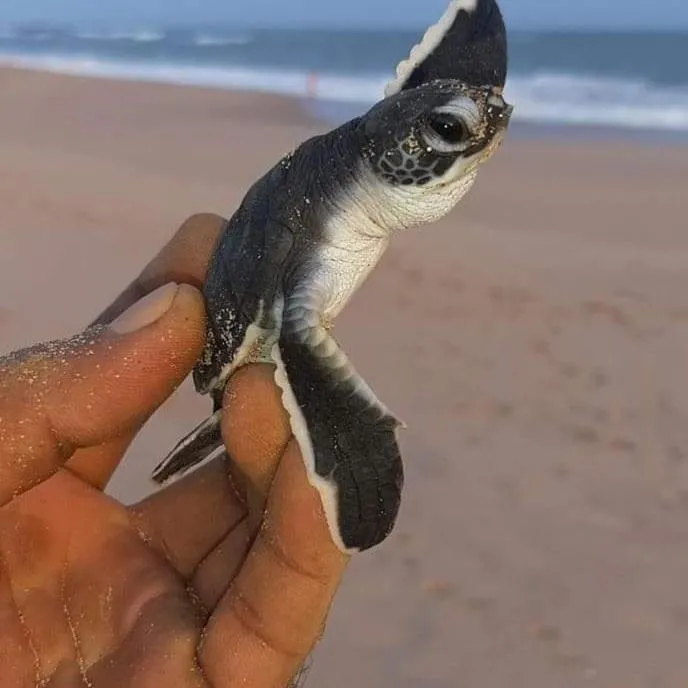 Natural landscape in Lagoon gate Tangalle Resort