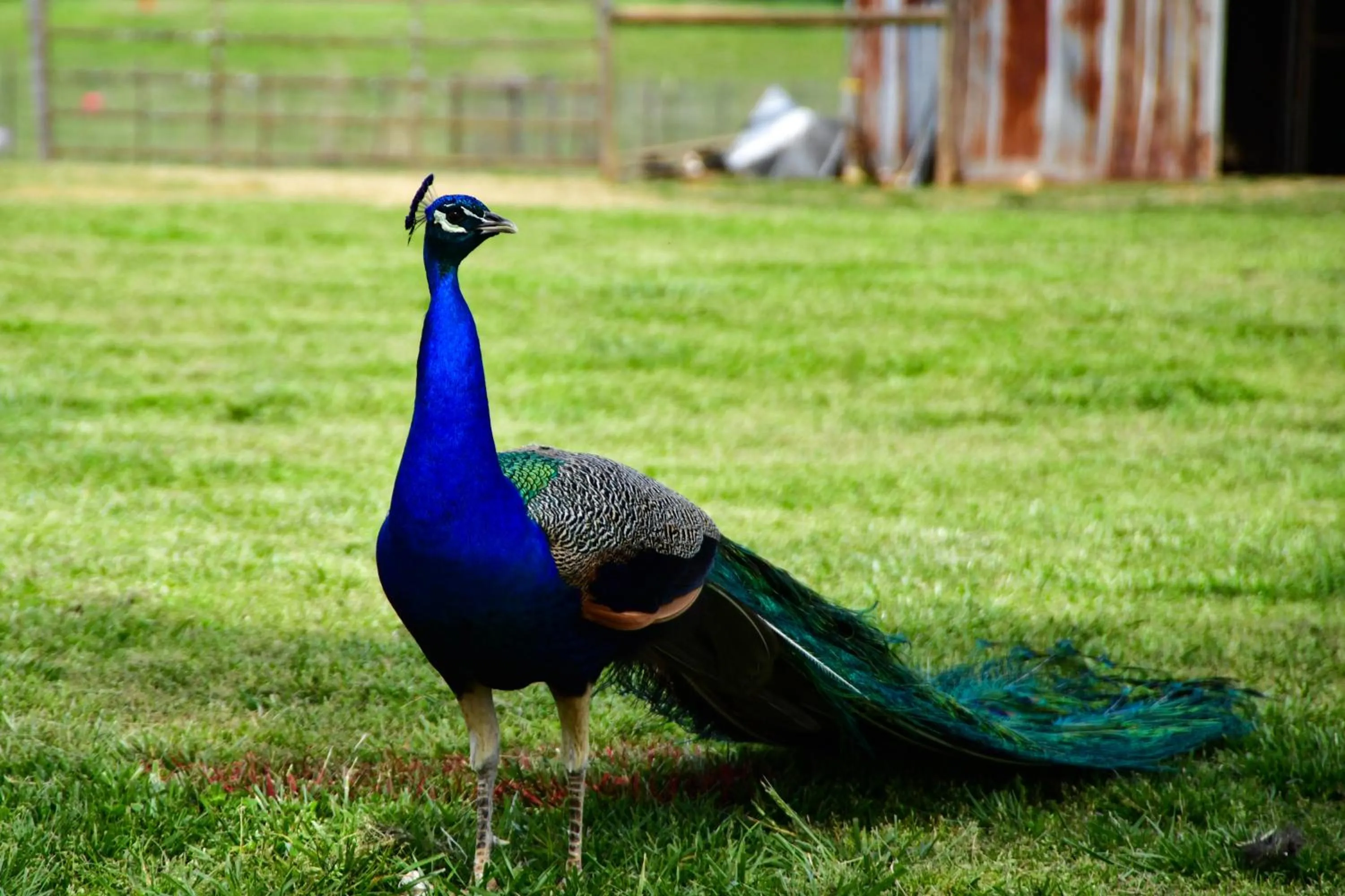 View (from property/room) in The Farmhouse Inn