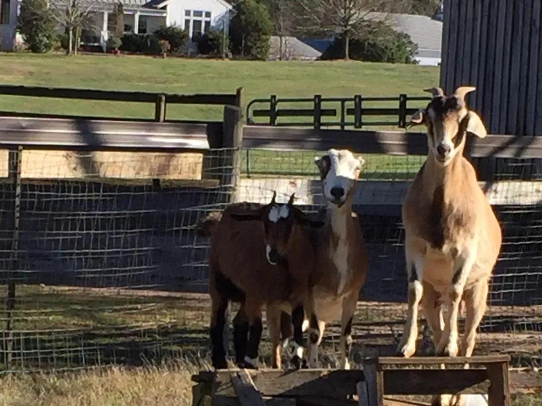 View (from property/room) in The Farmhouse Inn