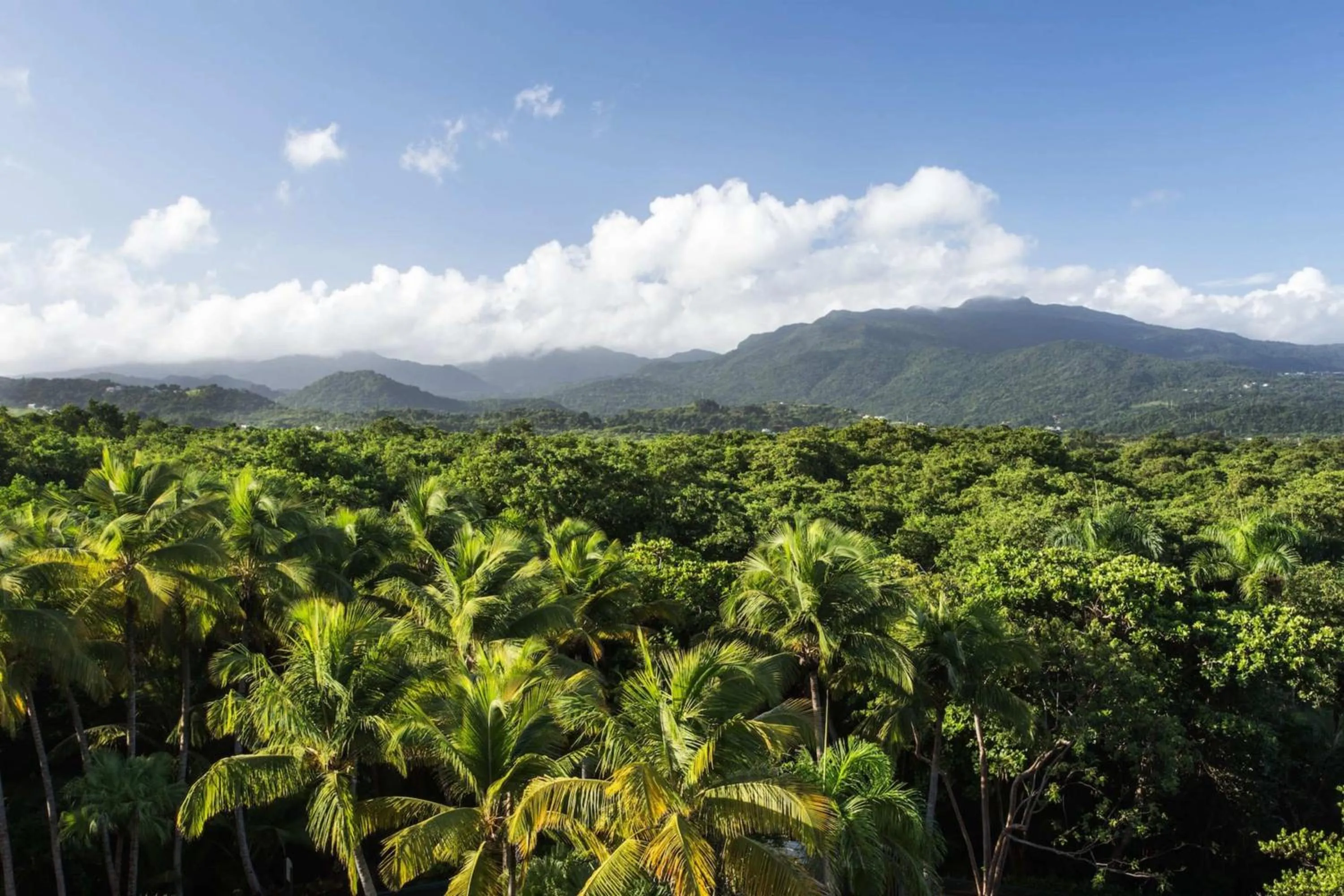 View (from property/room) in Wyndham Grand Rio Mar Rainforest Beach and Golf Resort